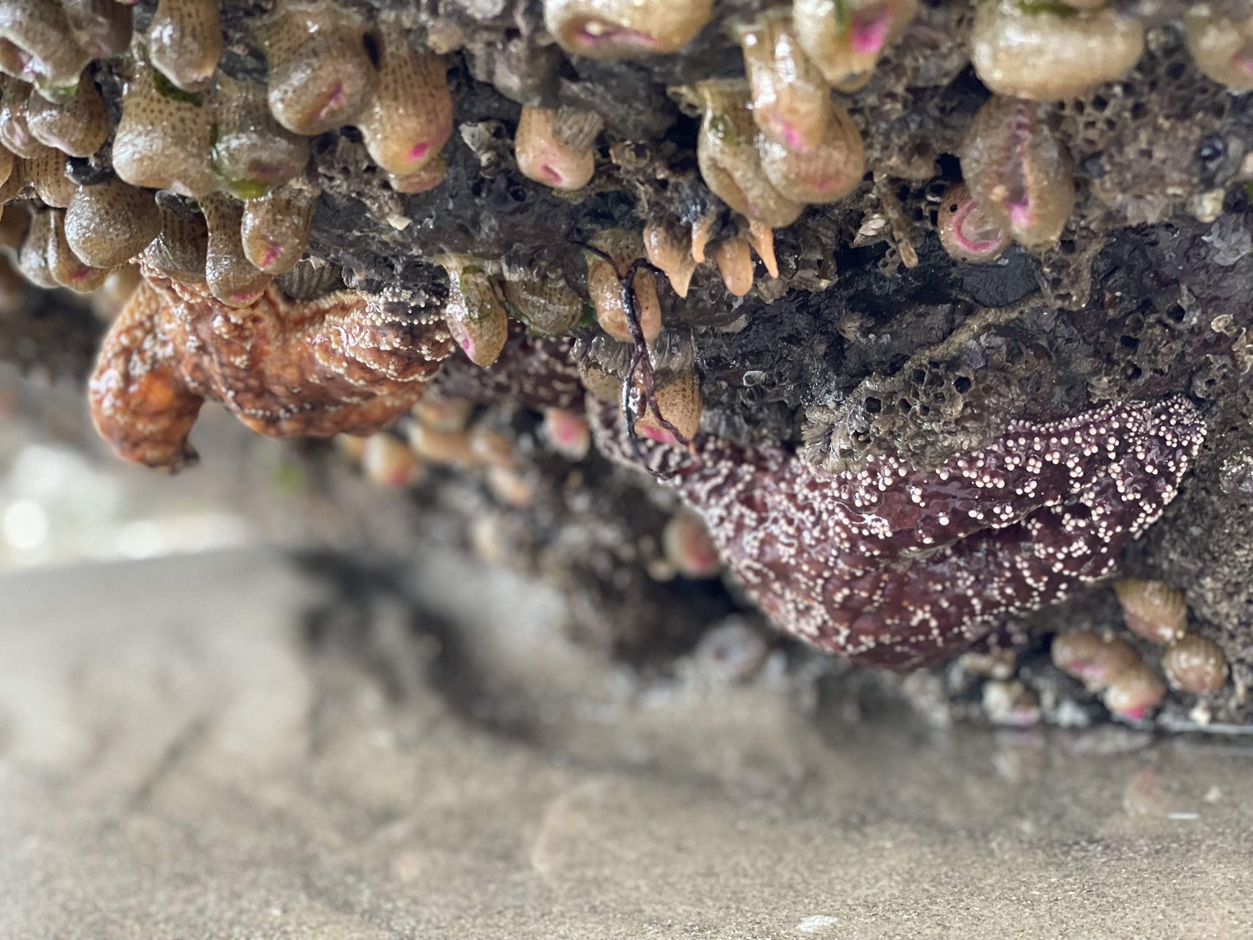 Close-up of barnacles and marine life on a submerged rock or surface in the ocean.