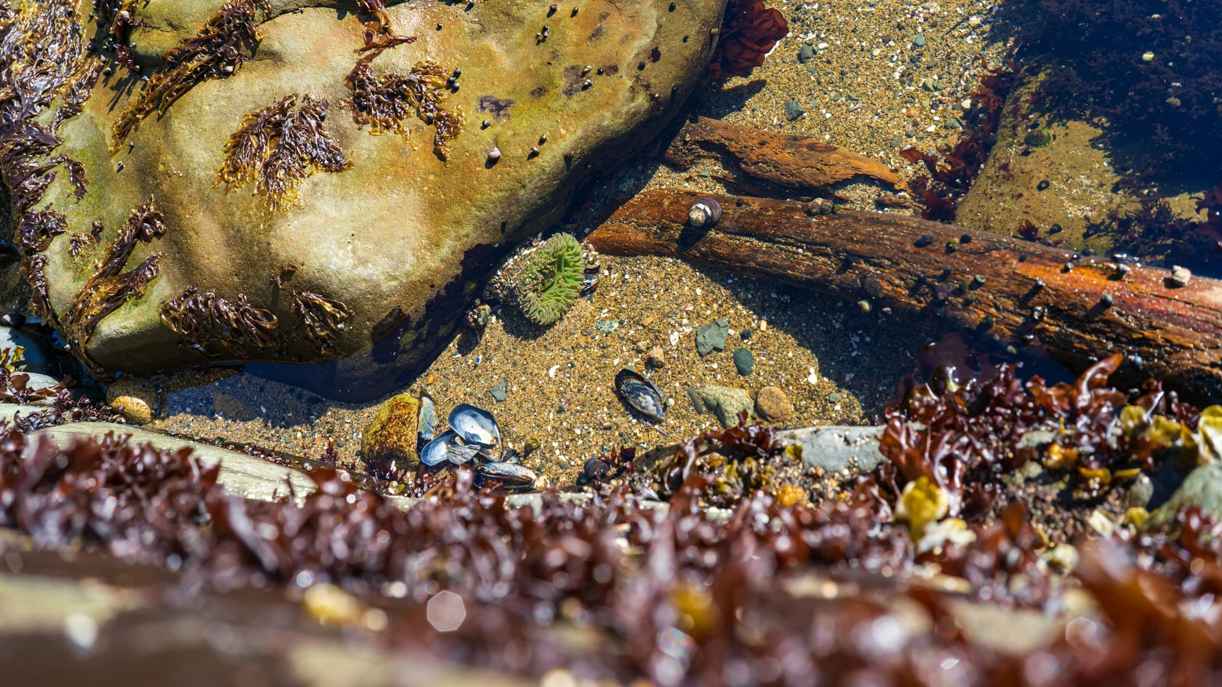 A tide pool containing rocks, seaweed, shells, and marine life such as a small green sea anemone and barnacles on a large rock, with water covering parts of the objects.
