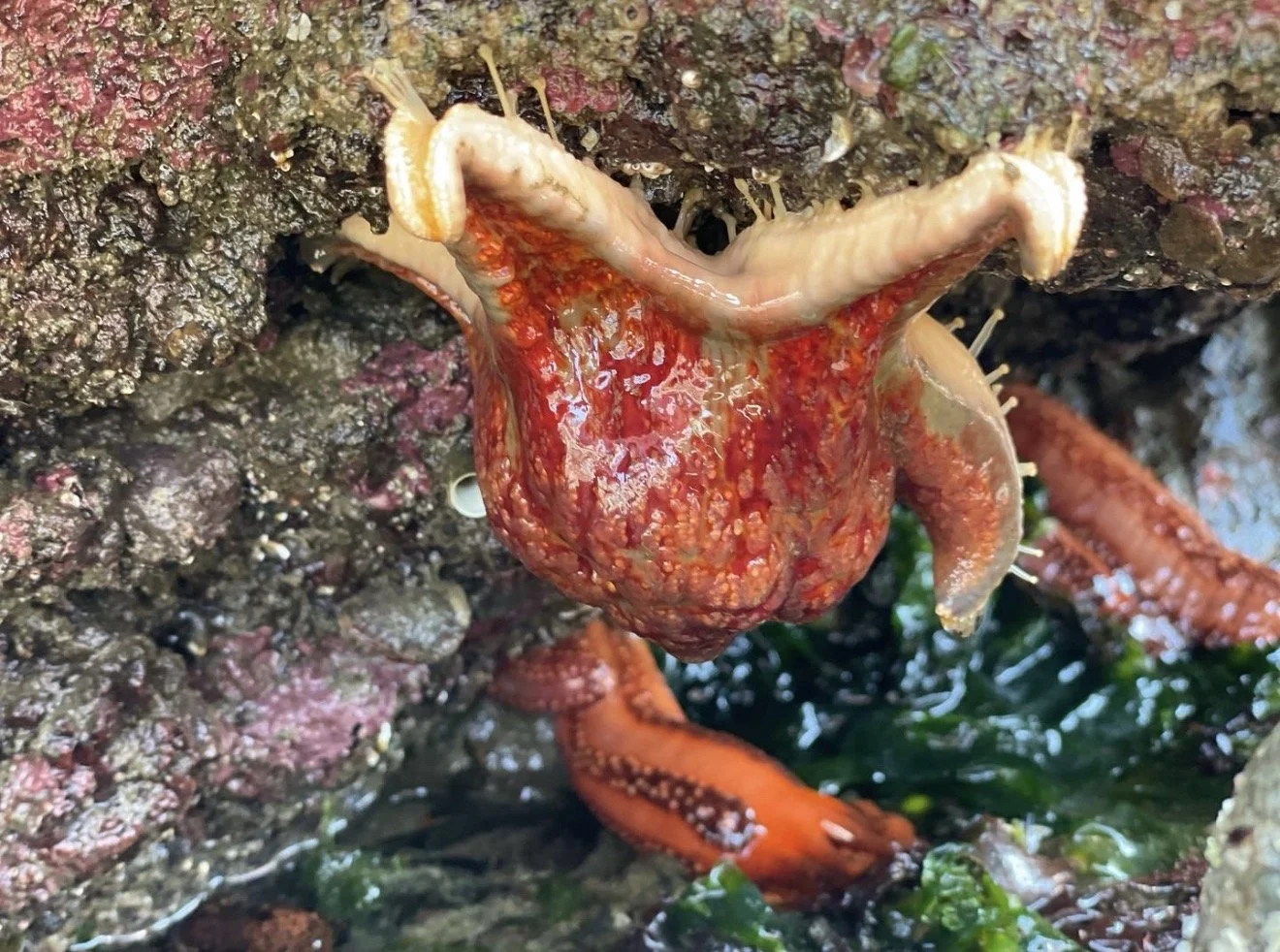 An orange starfish and a sea cucumber on a rock surface surrounded by marine life.