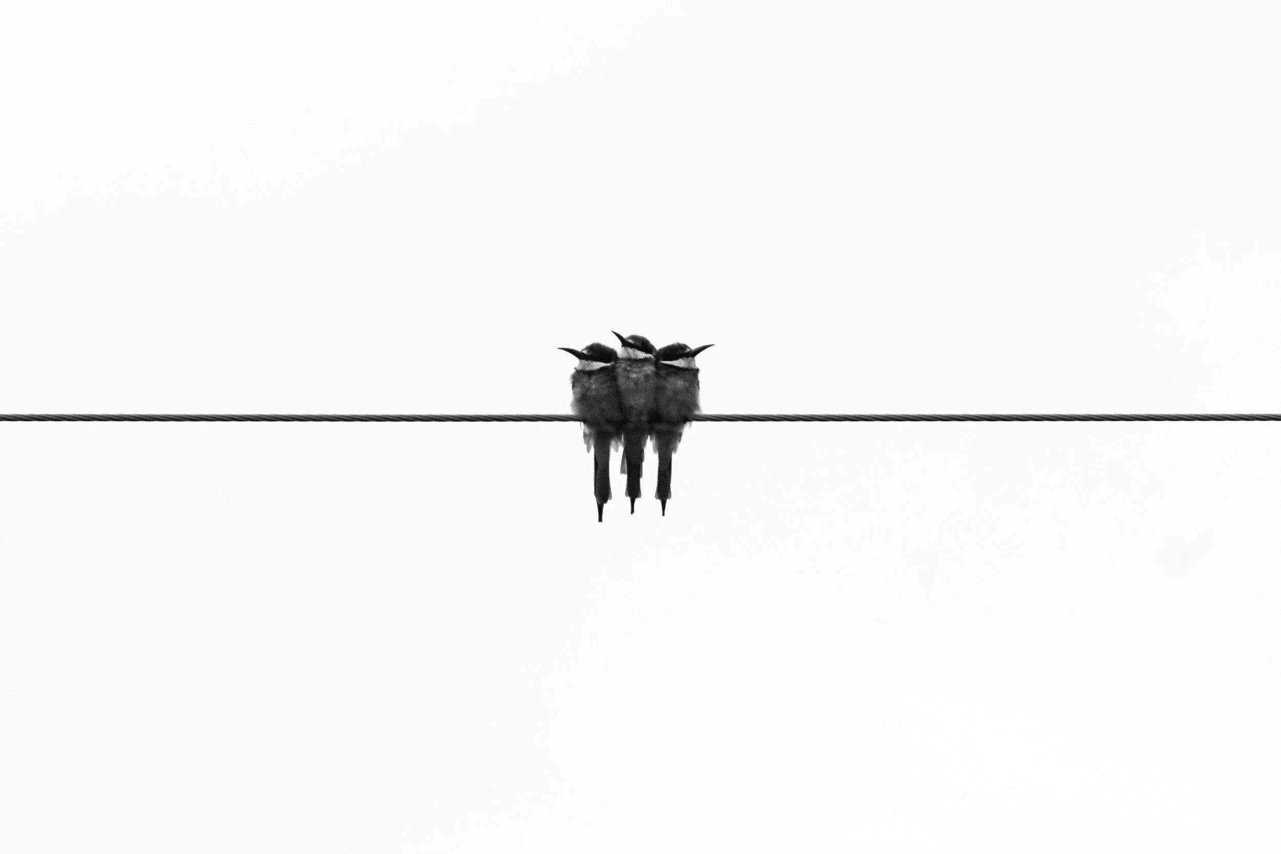 Black and white photograph of three birds sitting on a wire, facing right, with a minimalist and overexposed background.