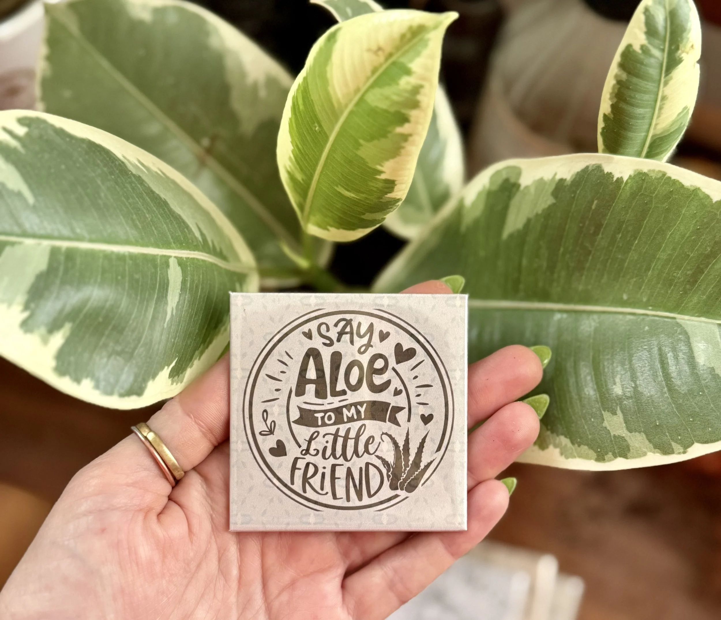 say aloe.jpg