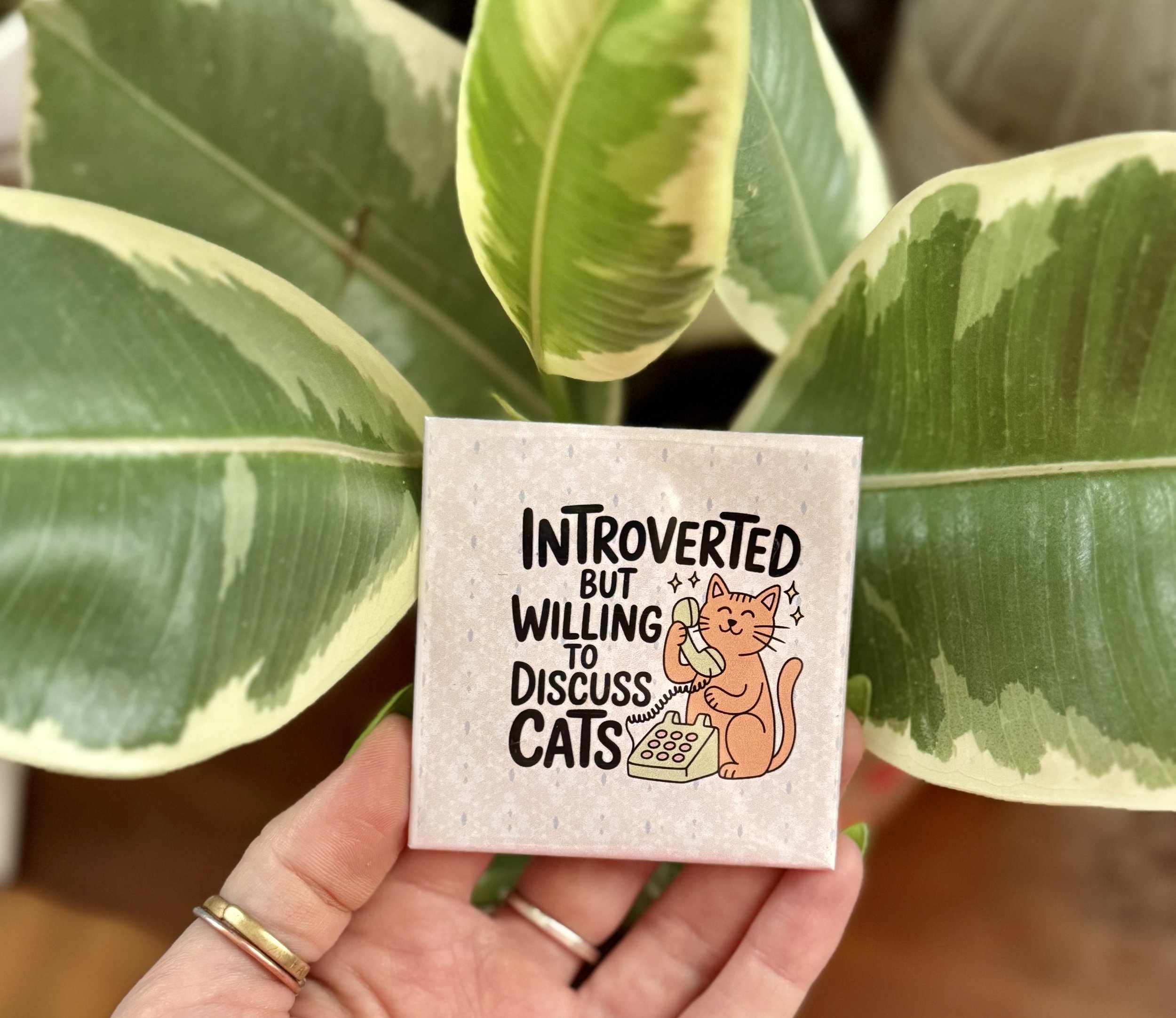 4-Pack | Sassy Cat Bundle