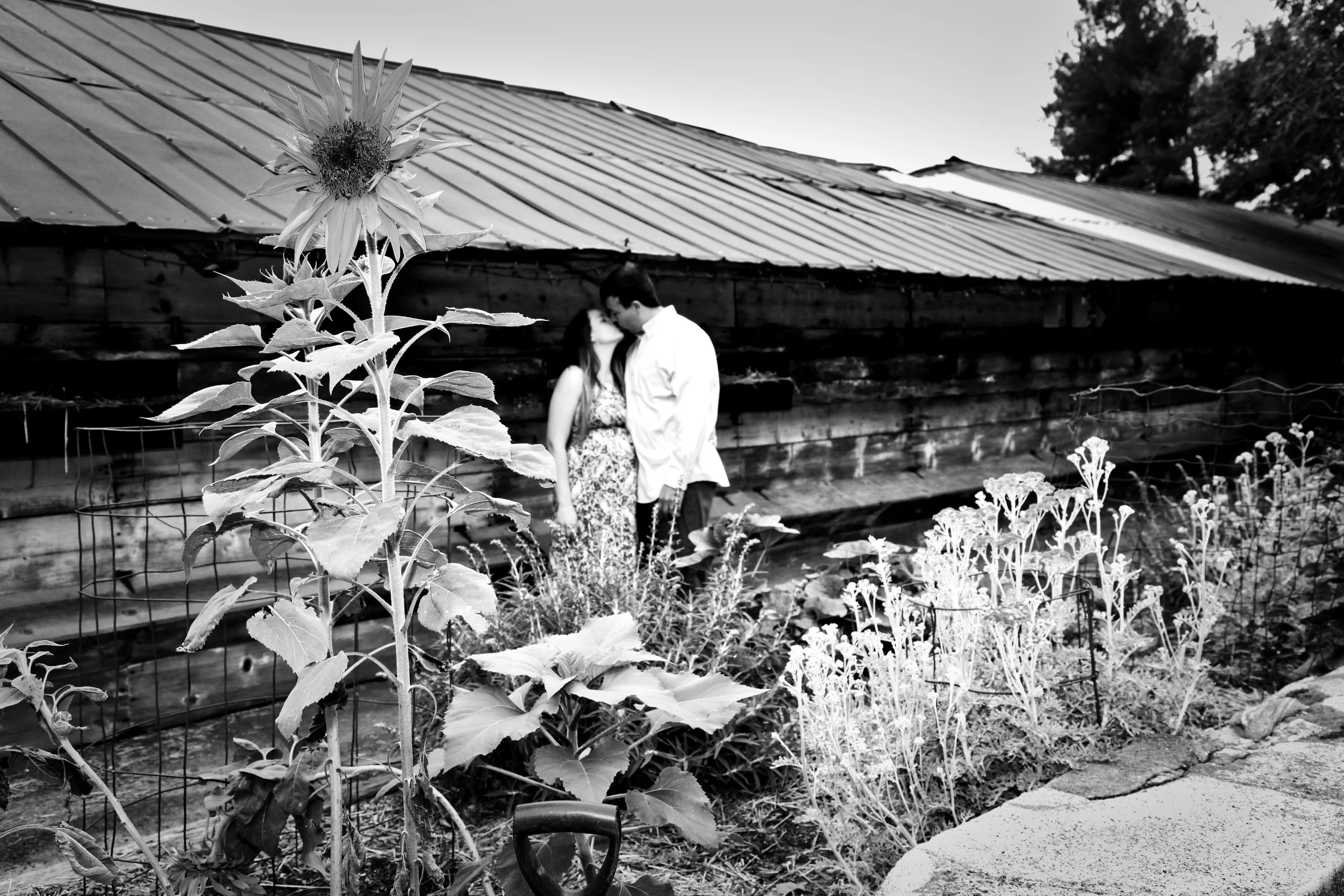 maternity photos may2015 04600.jpg