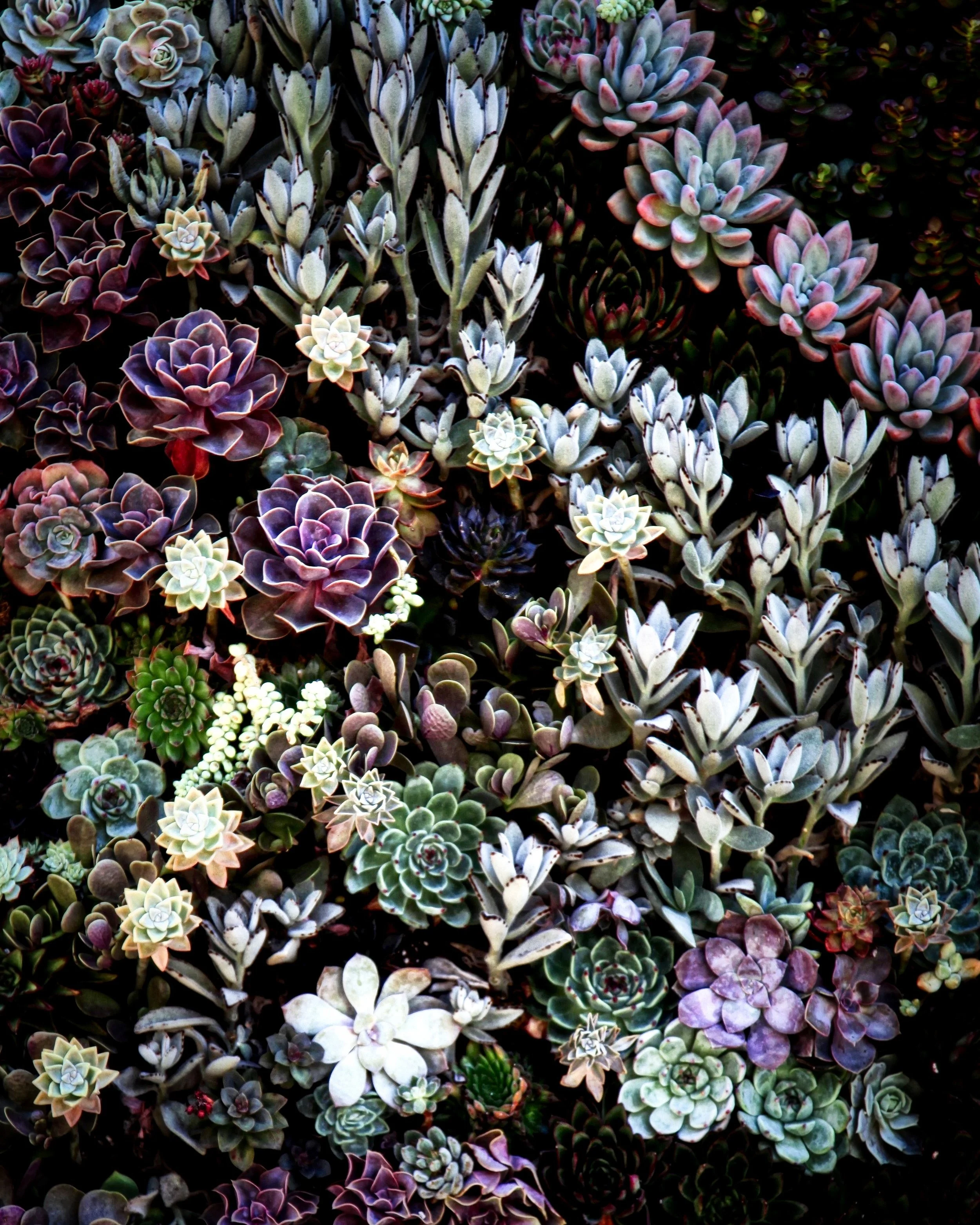 Delight