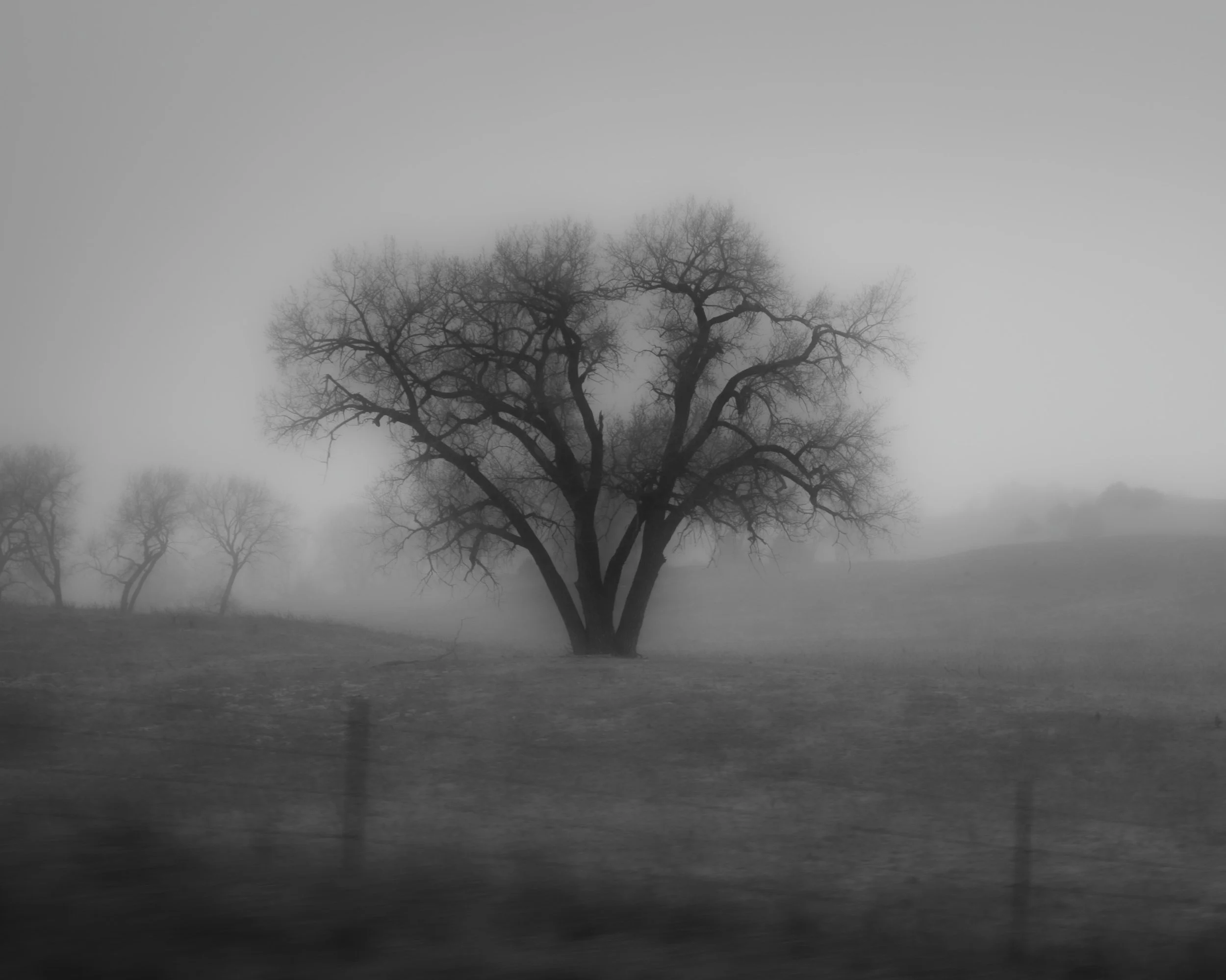 Fog Tree Silutette