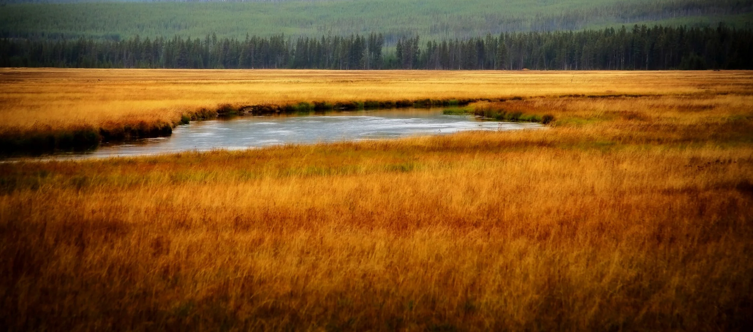 Meadow