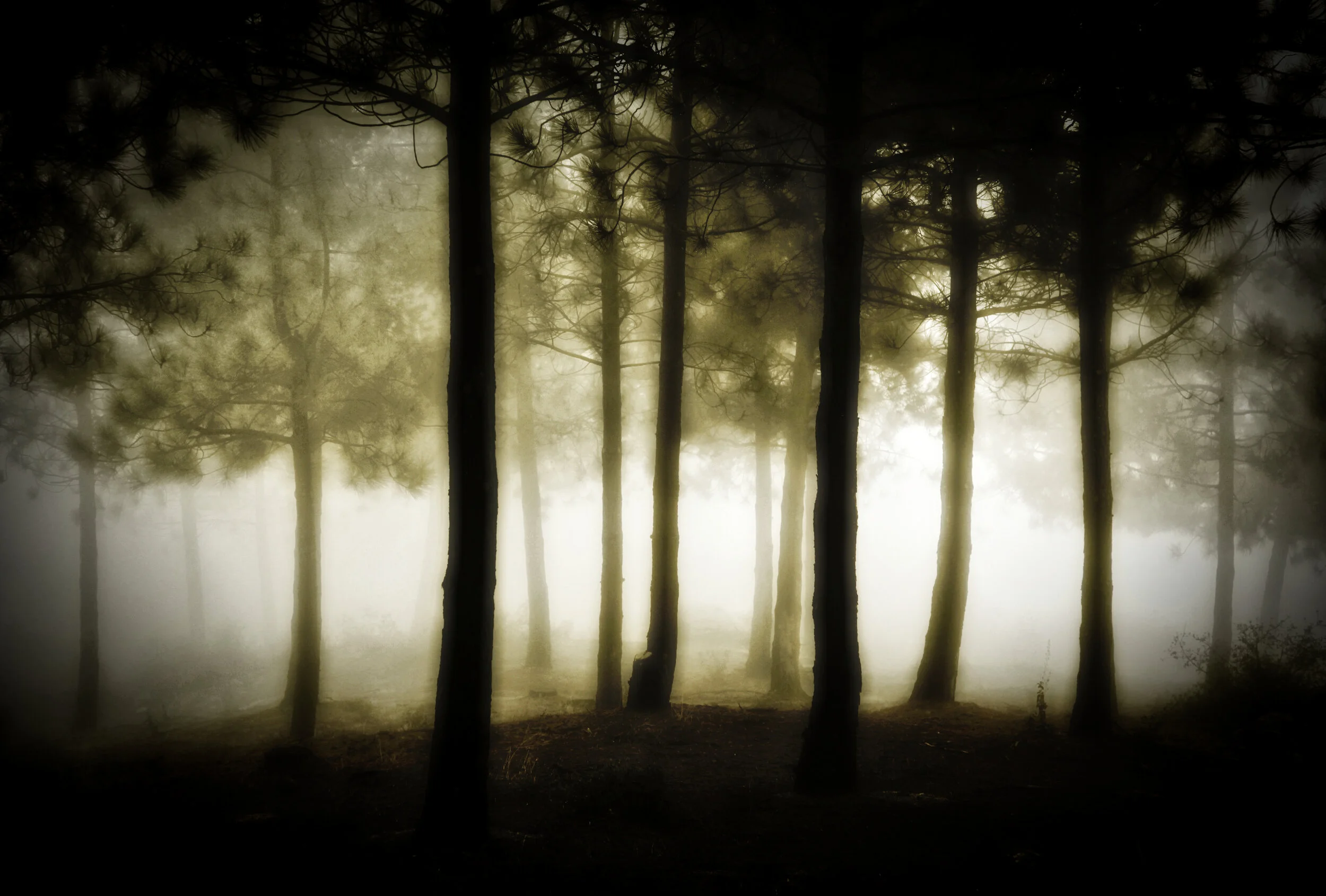 Idlewild Fog