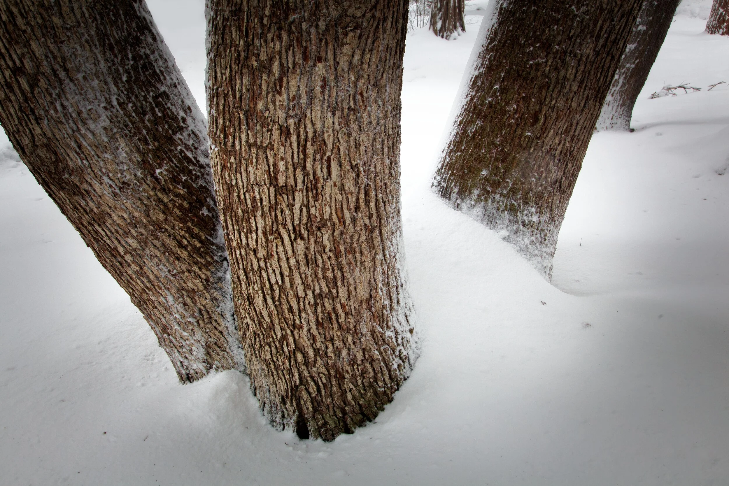 Tres In the Snow