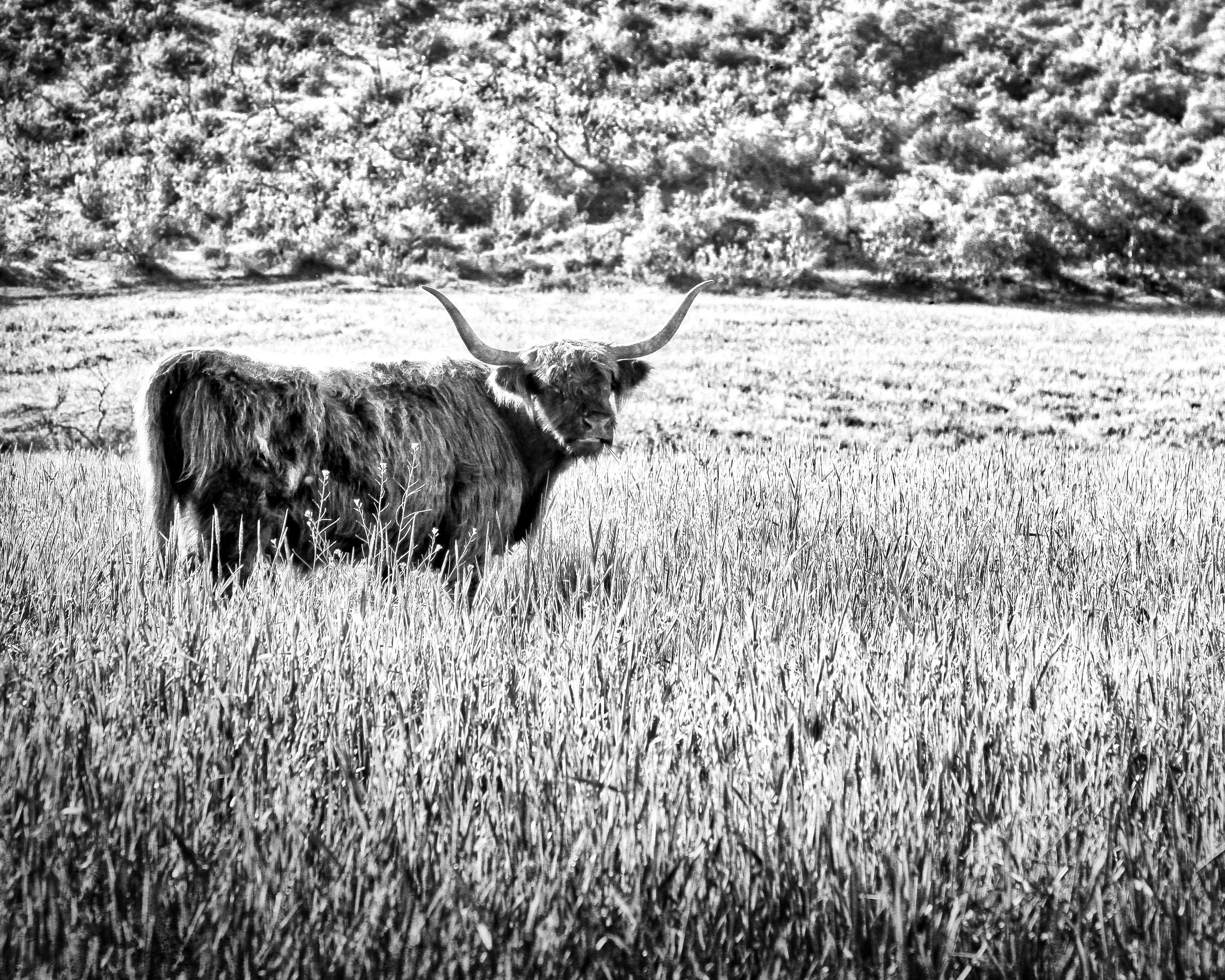 The Highland