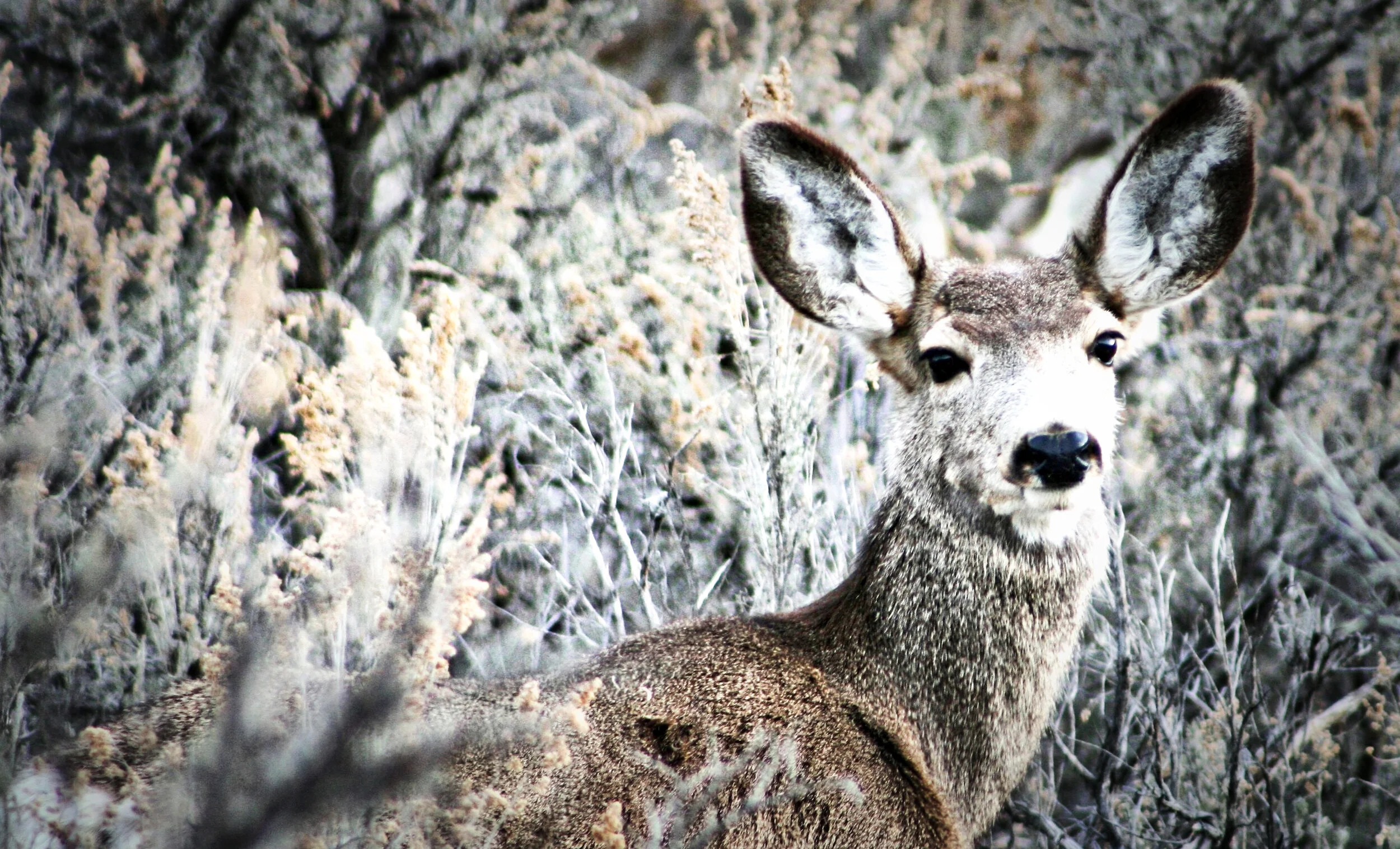 Doe