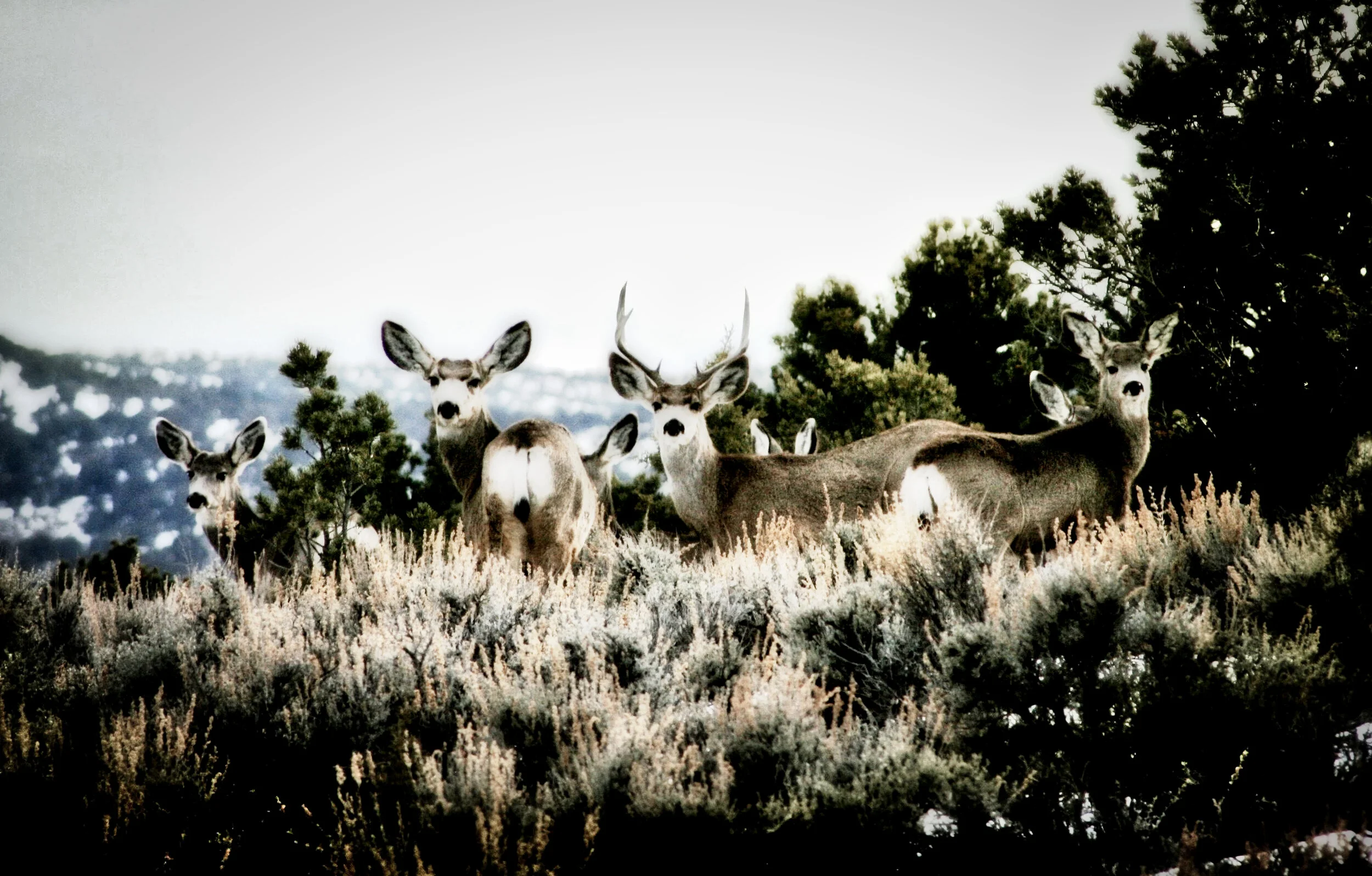 Buck & Co