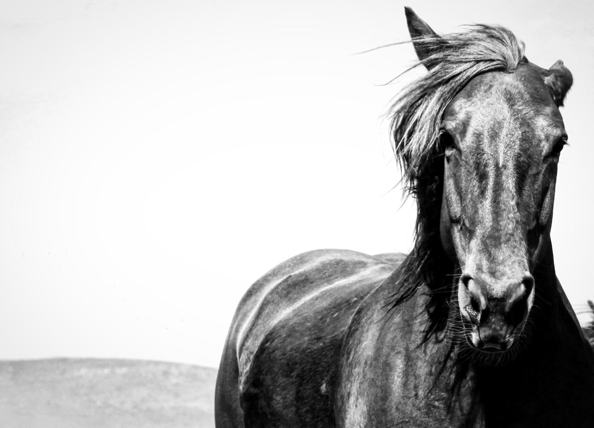 horse round up 203090.jpg