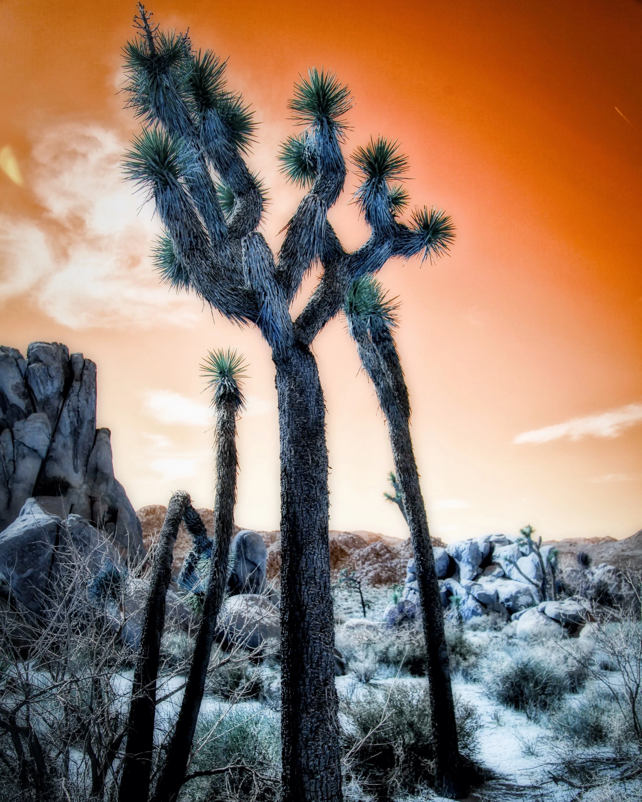 JoshuaTree