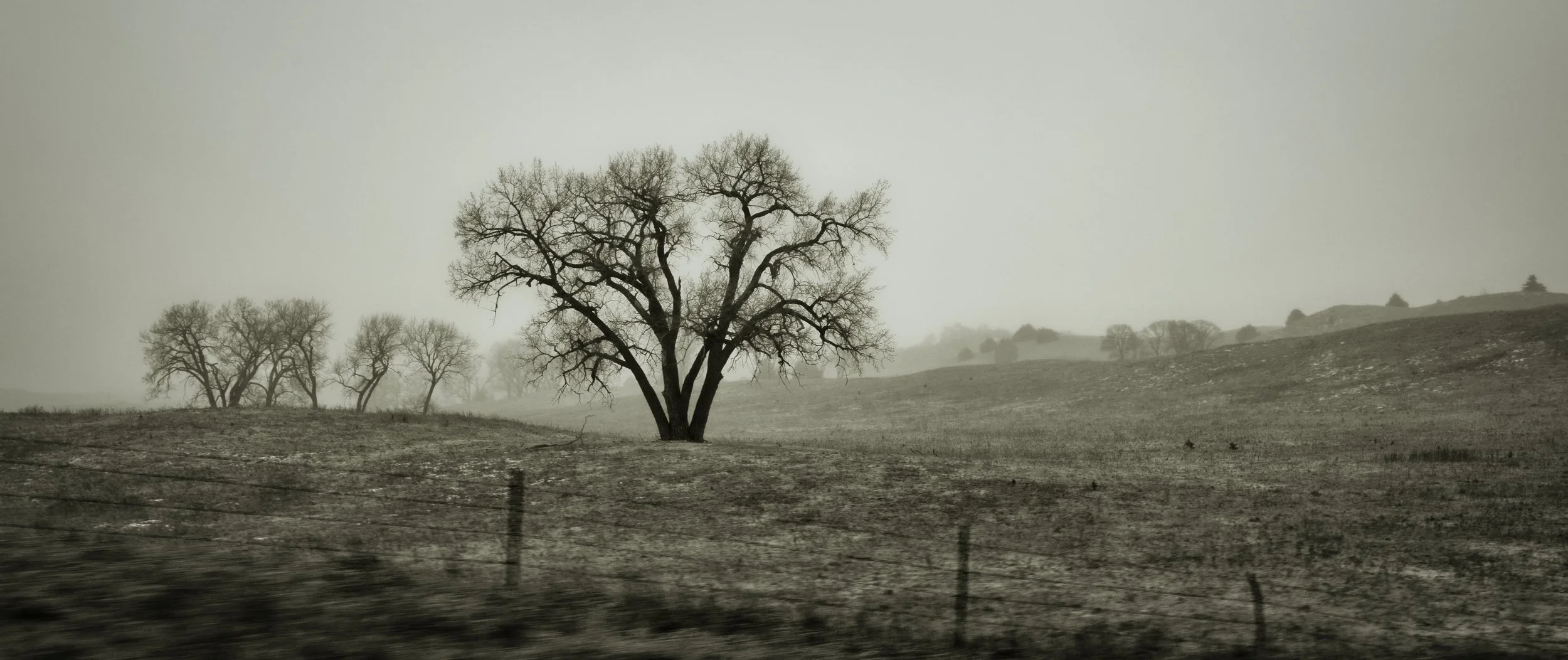 Tree in Silhouette