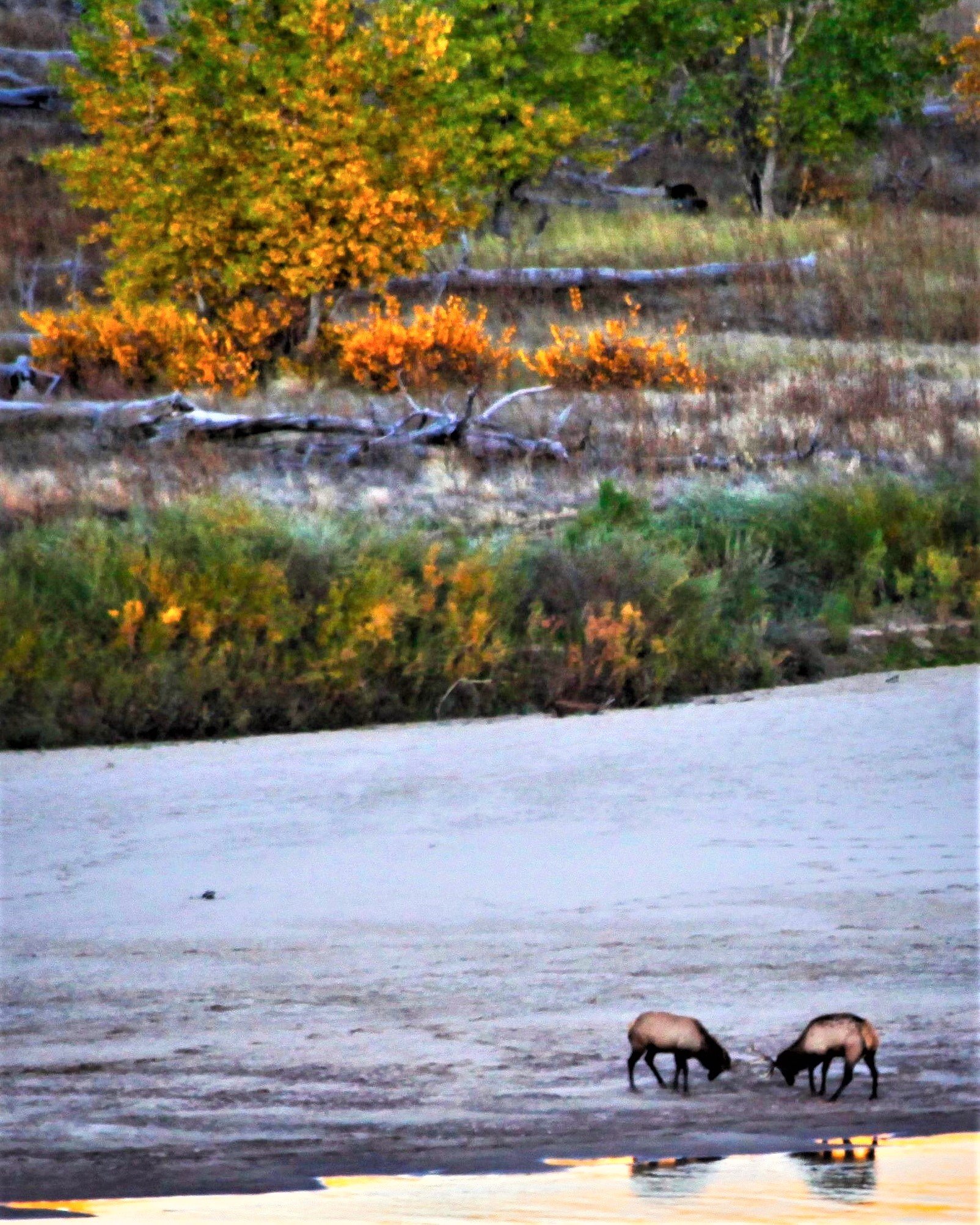 Fall Rut