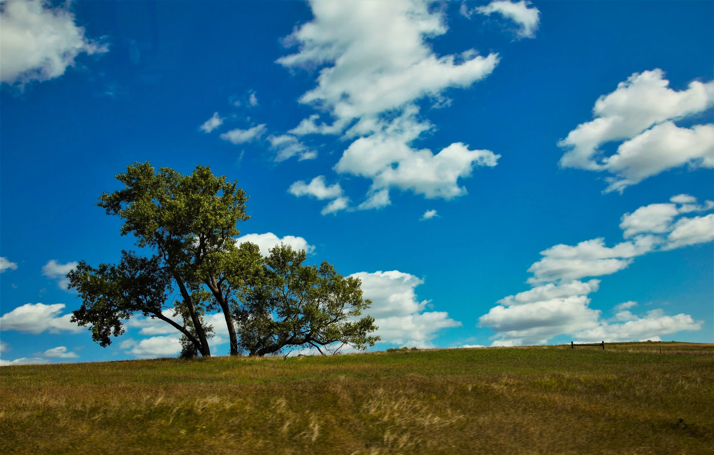Prairie Tree