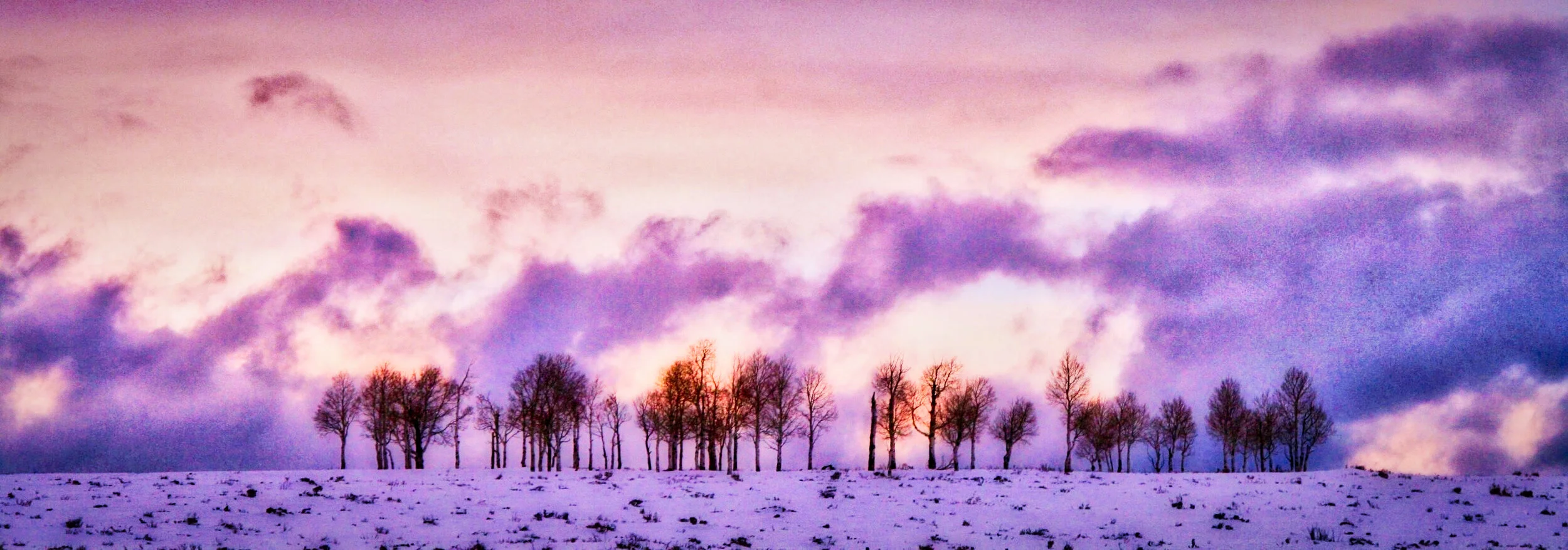 Purple Haze