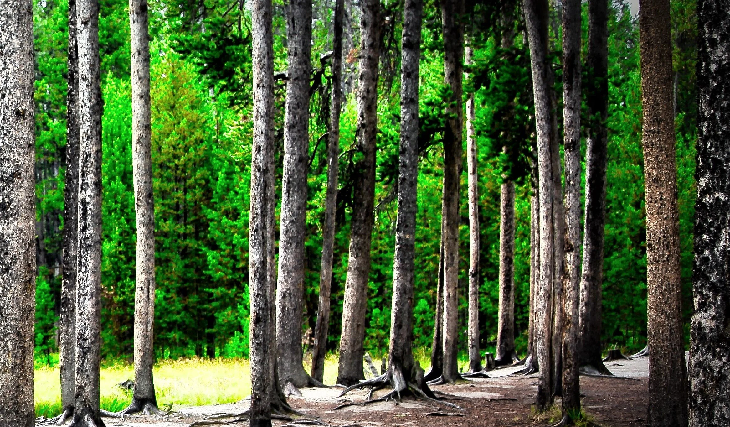 Green Grove