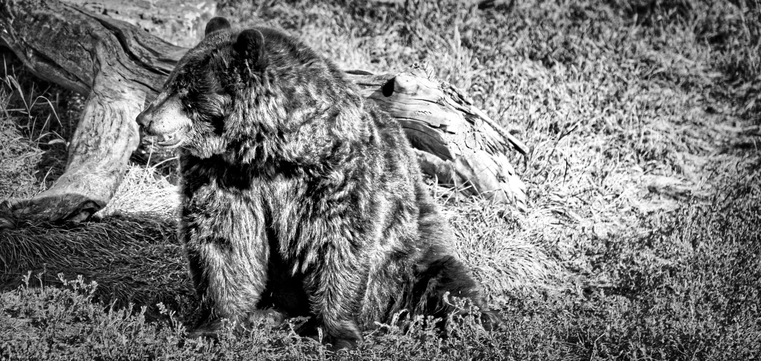 Bear