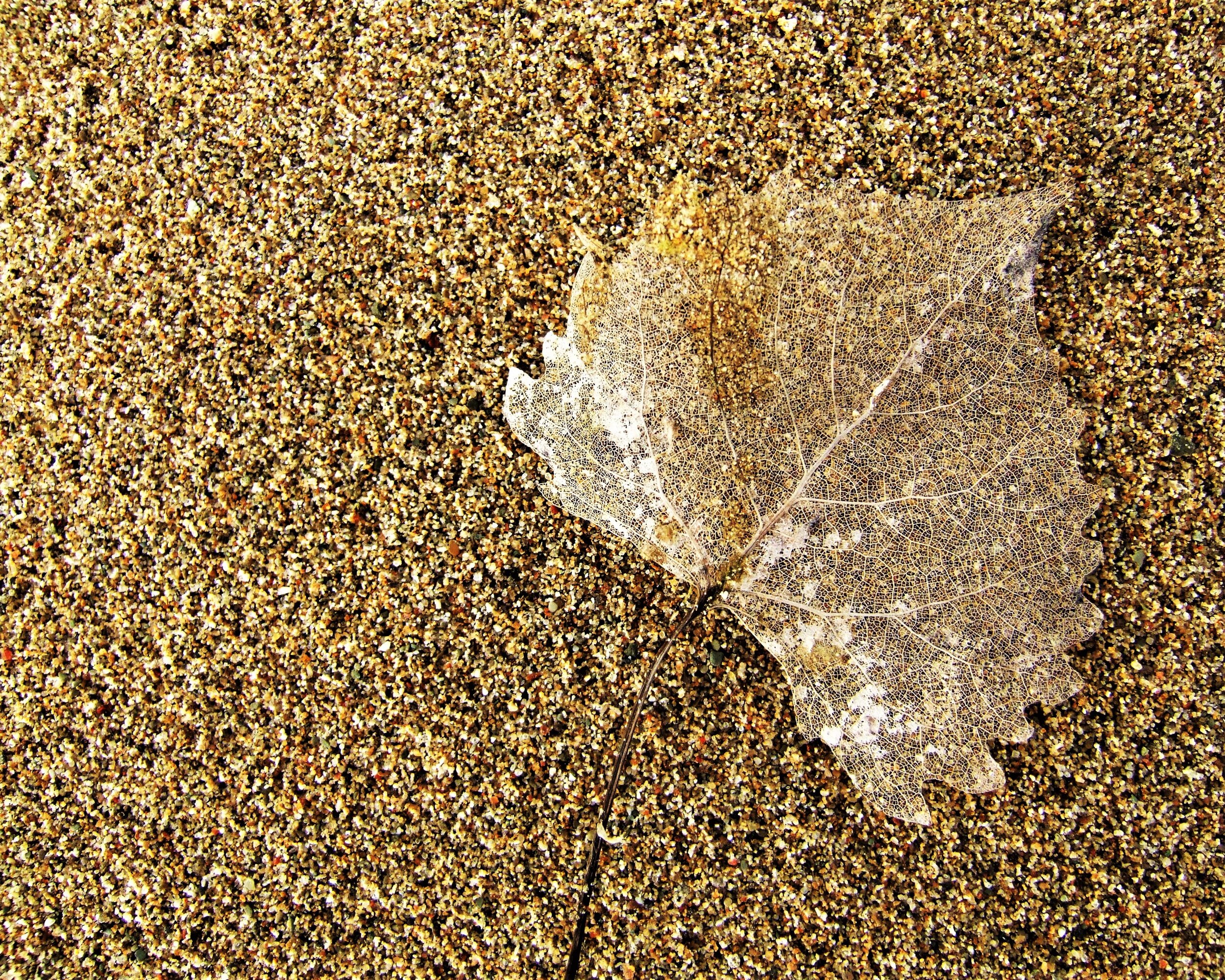 Skeleton Leaf