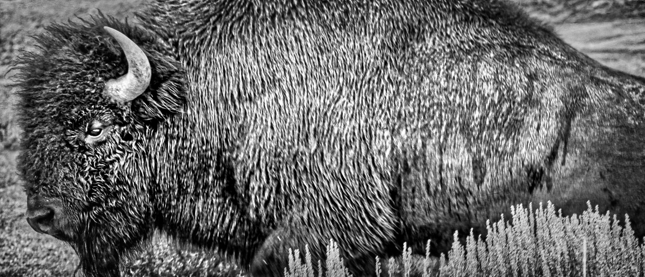 Bison