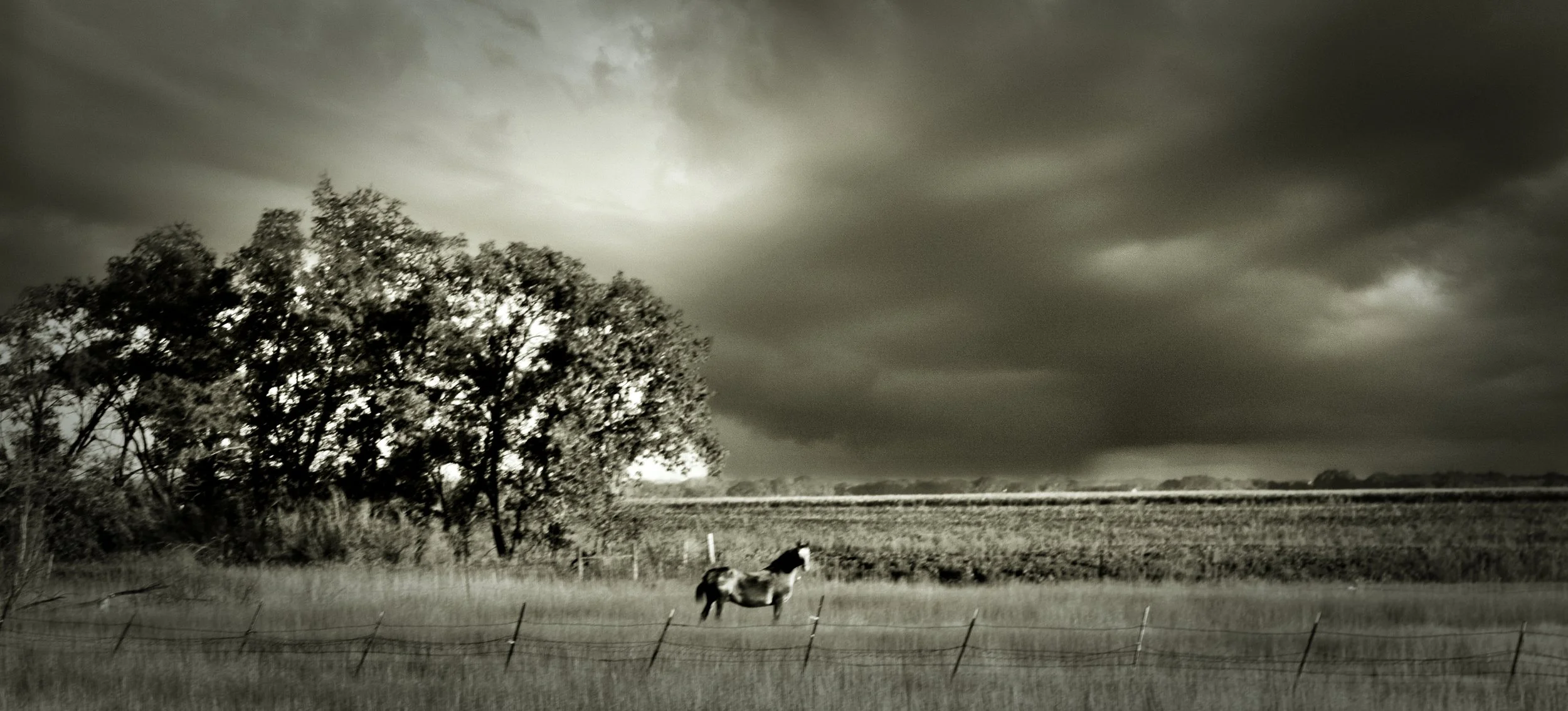 Horse in storm