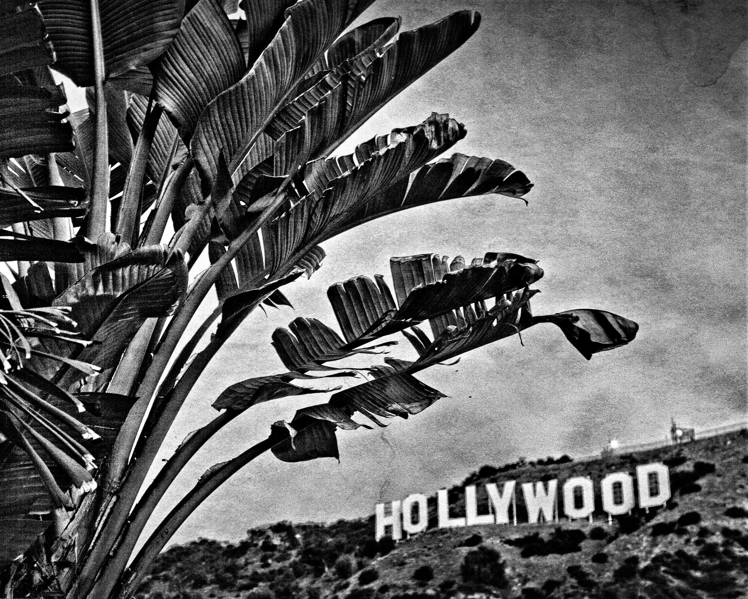 Hollywood