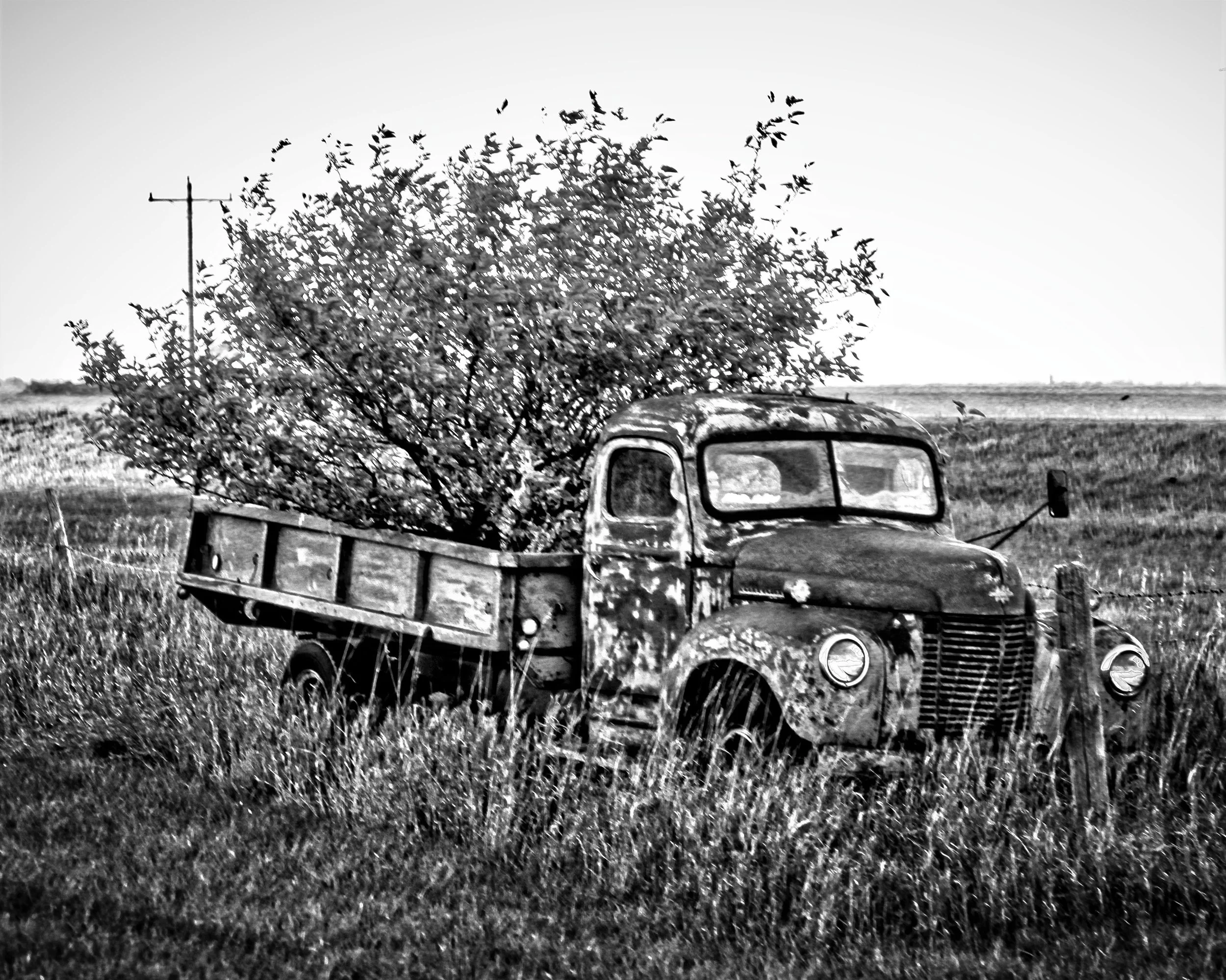 Tree In the Bed