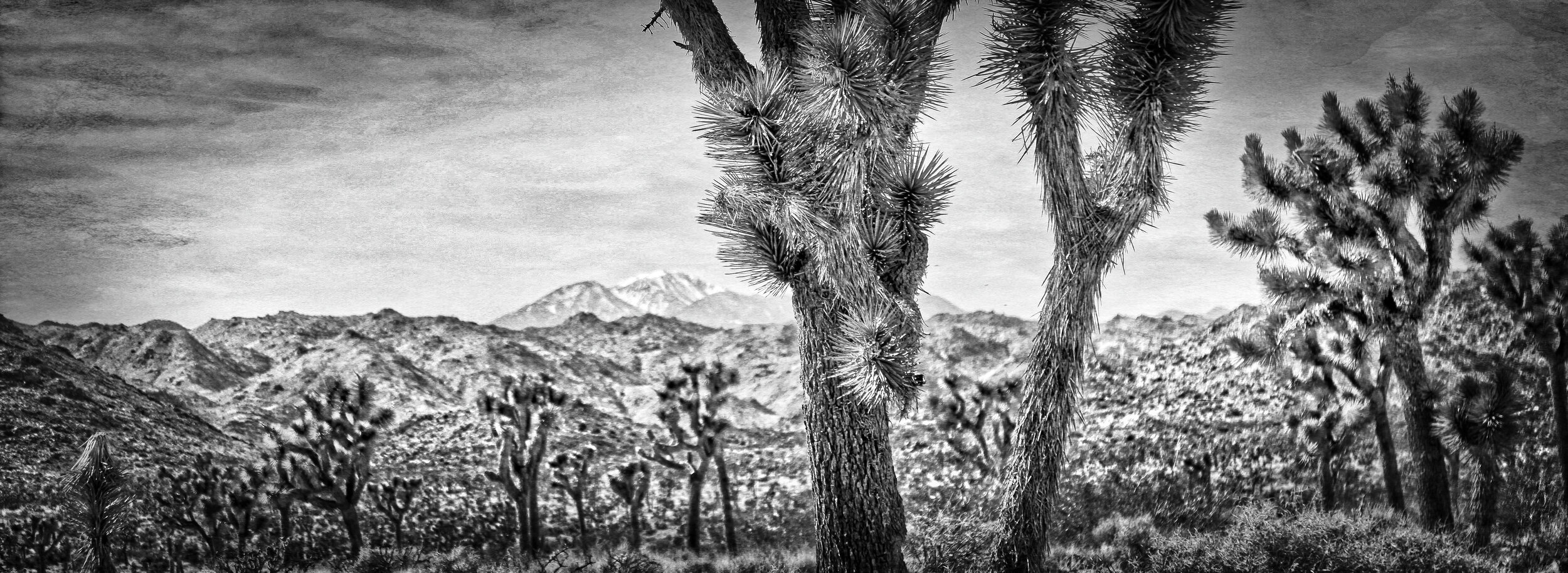 joshtree 067 (2)g.jpg