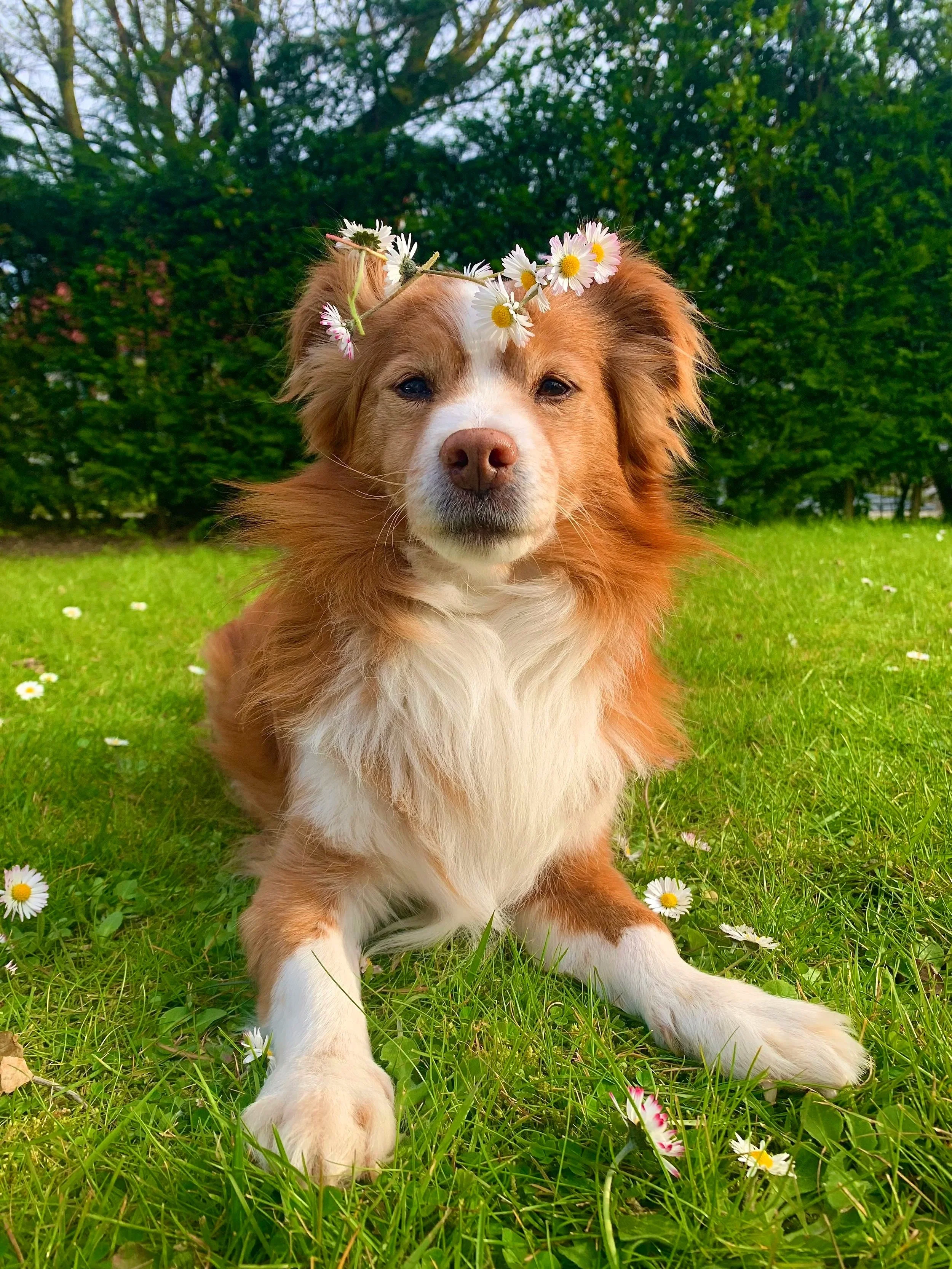 Ein niedlicher Hund mit braun-weißem Fell sitzt auf einer Wiese, trägt einen Kranz aus Gänseblümchen auf dem Kopf, umgeben von kleinen weißen Blumen, im Hintergrund grüne Bäume bei sonnigem Wetter.