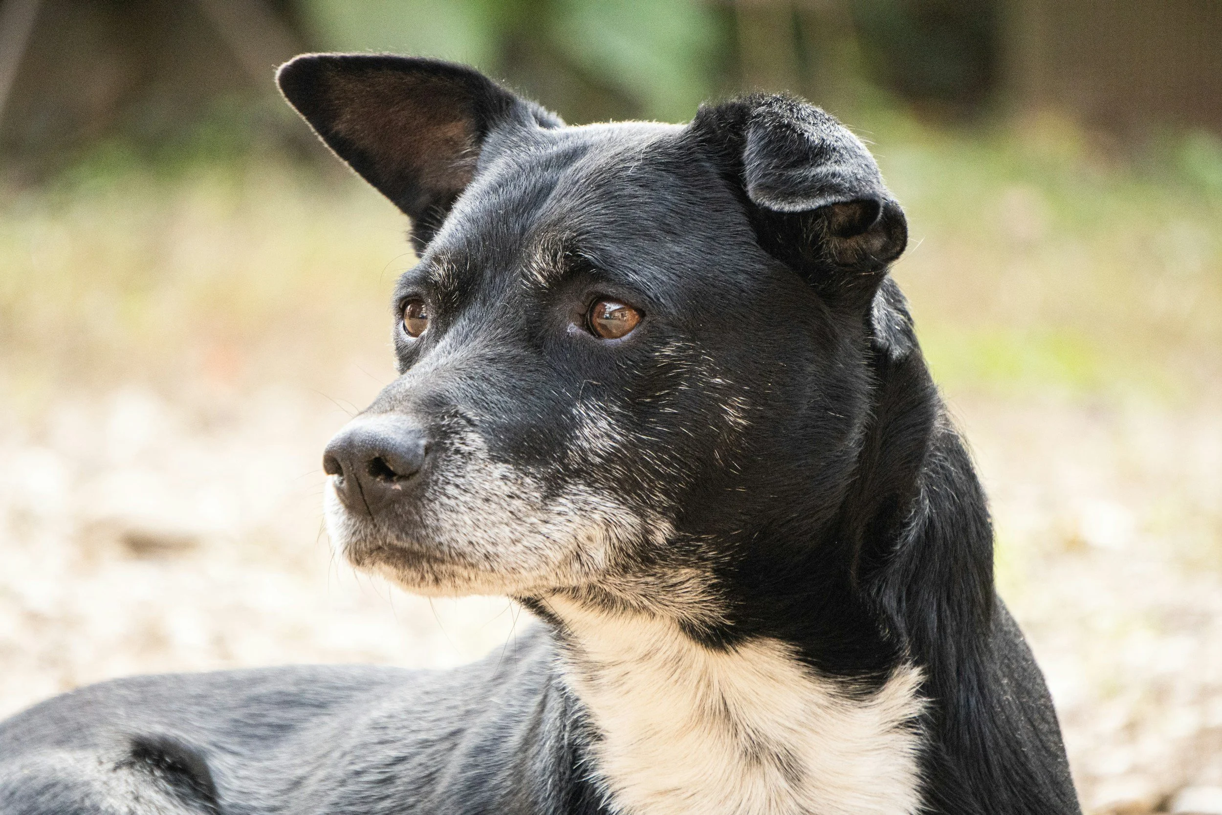 Nahaufnahme eines Hundes mit schwarzem und grau-weißem Fell, blickt nach rechts, mit einem grünen, unscharfen Hintergrund.
