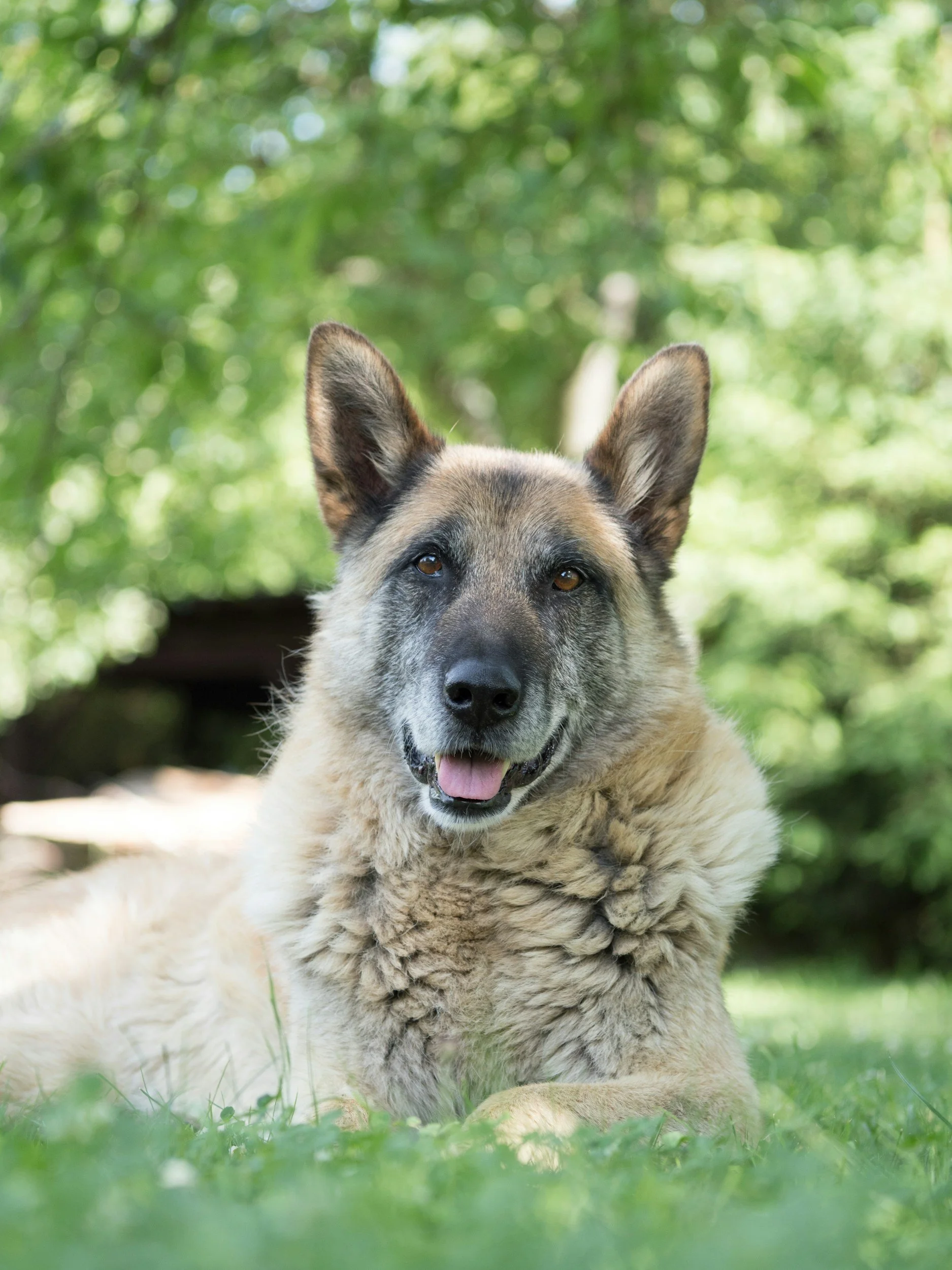 Ein Hund mit gelbem Fell, liegend auf grünem Gras vor einem grünen Baum. Der Hund hat spitze Ohren und schaut freundlich in die Kamera.