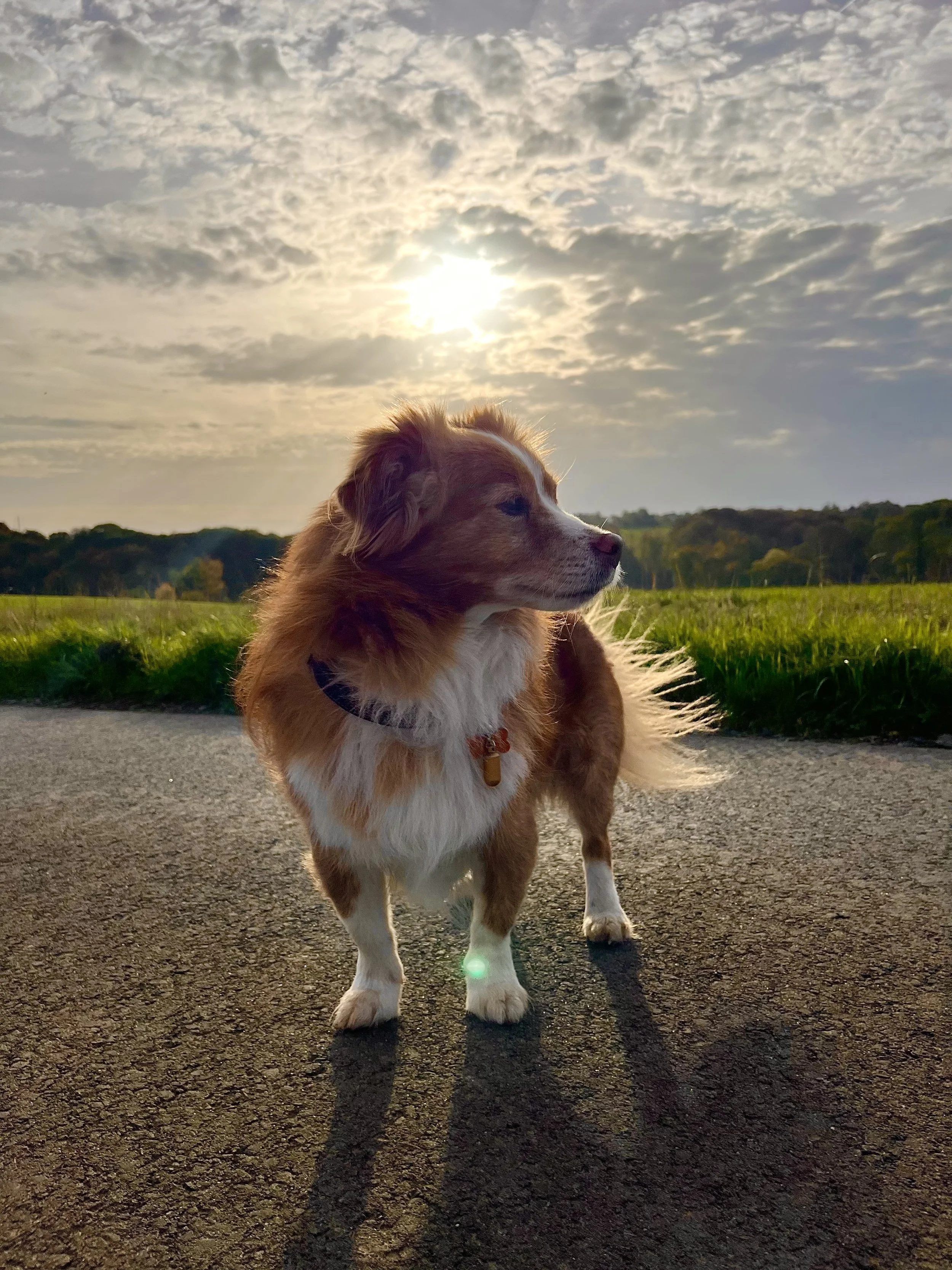 Ein brauner und weißer Hund steht auf einer asphaltierten Straße im Freien bei Sonnenaufgang oder Sonnenuntergang, mit Wolken im Himmel und einer grünen Landschaft im Hintergrund.