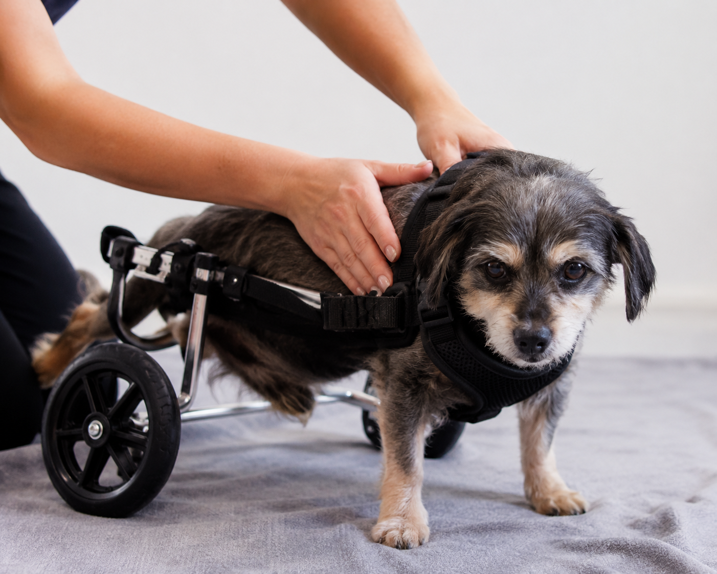 Ein Hund in einem Rollstuhl wird von einer Person gestreichelt.