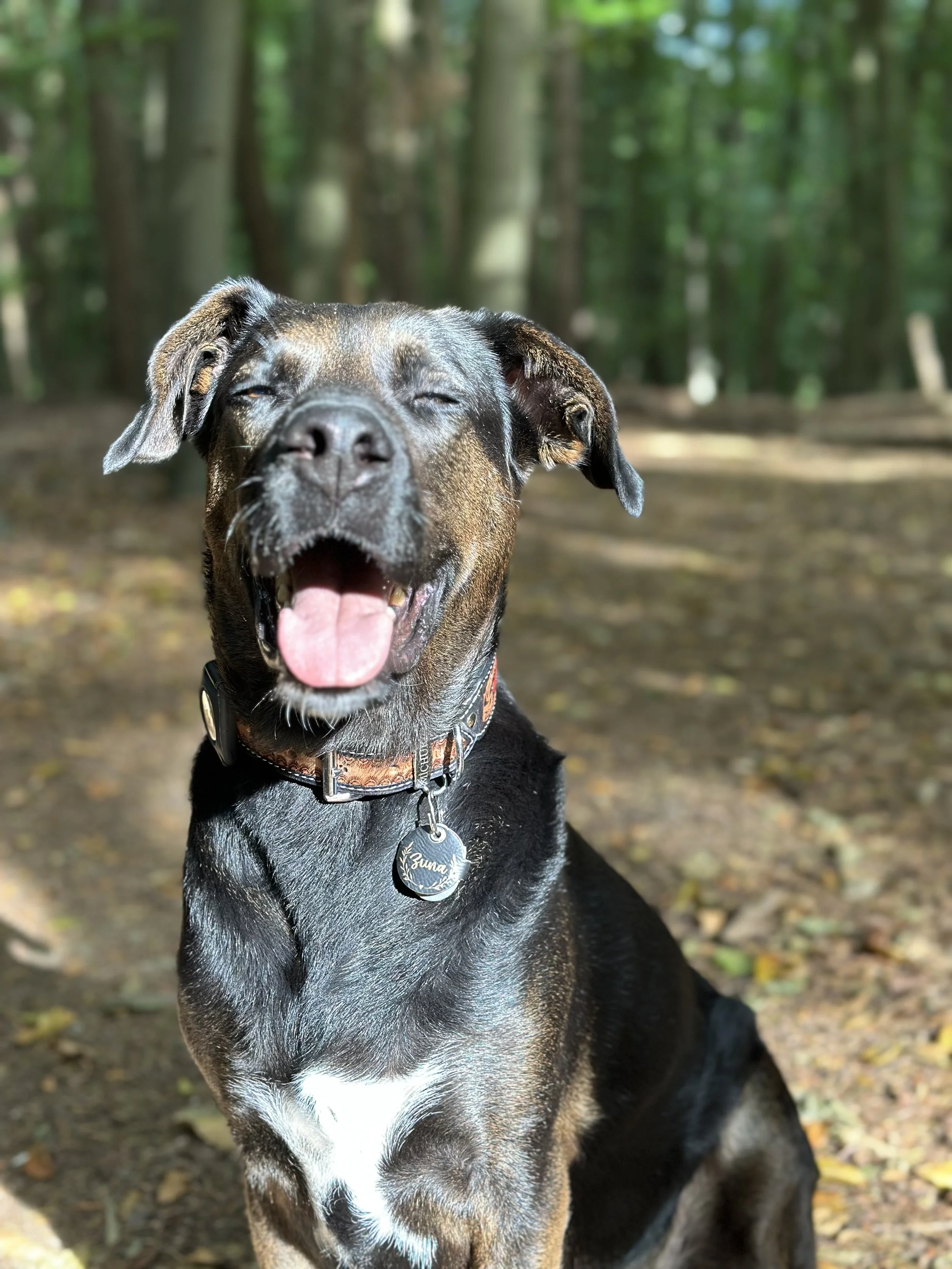 Lustiger Hund mit offenem Maul, sitzend auf einem Waldweg, umgeben von Bäumen und Blättern.
