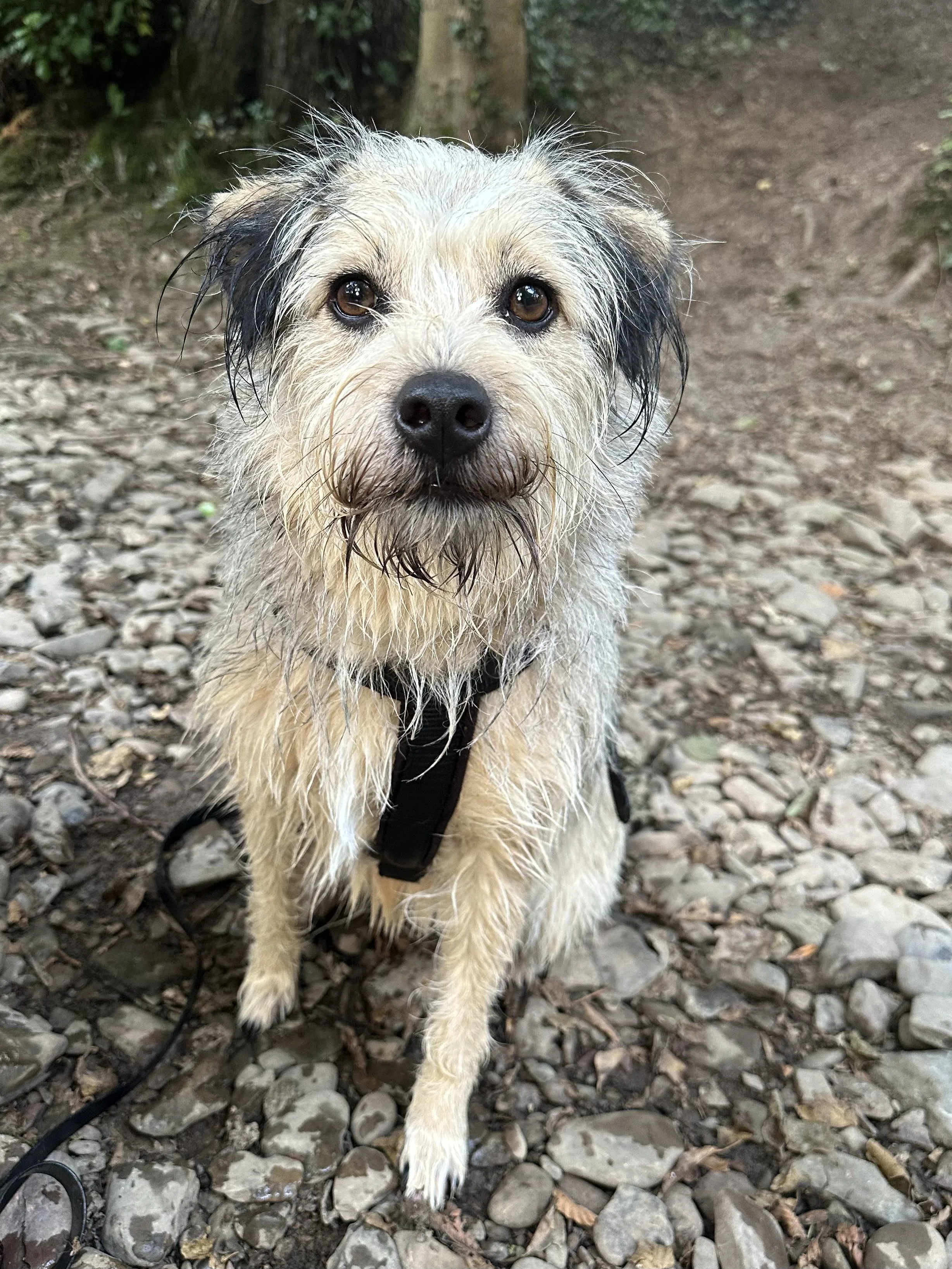 Ein nasser Hund mit braunen und schwarzen Ohren sitzt auf einem Steinweg in einem Wald. Der Hund trägt ein schwarzes Halsband.
