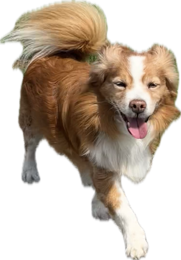 Ein lachender Hund mit braunem und weißem Fell läuft auf eine grüne Oberfläche zu.