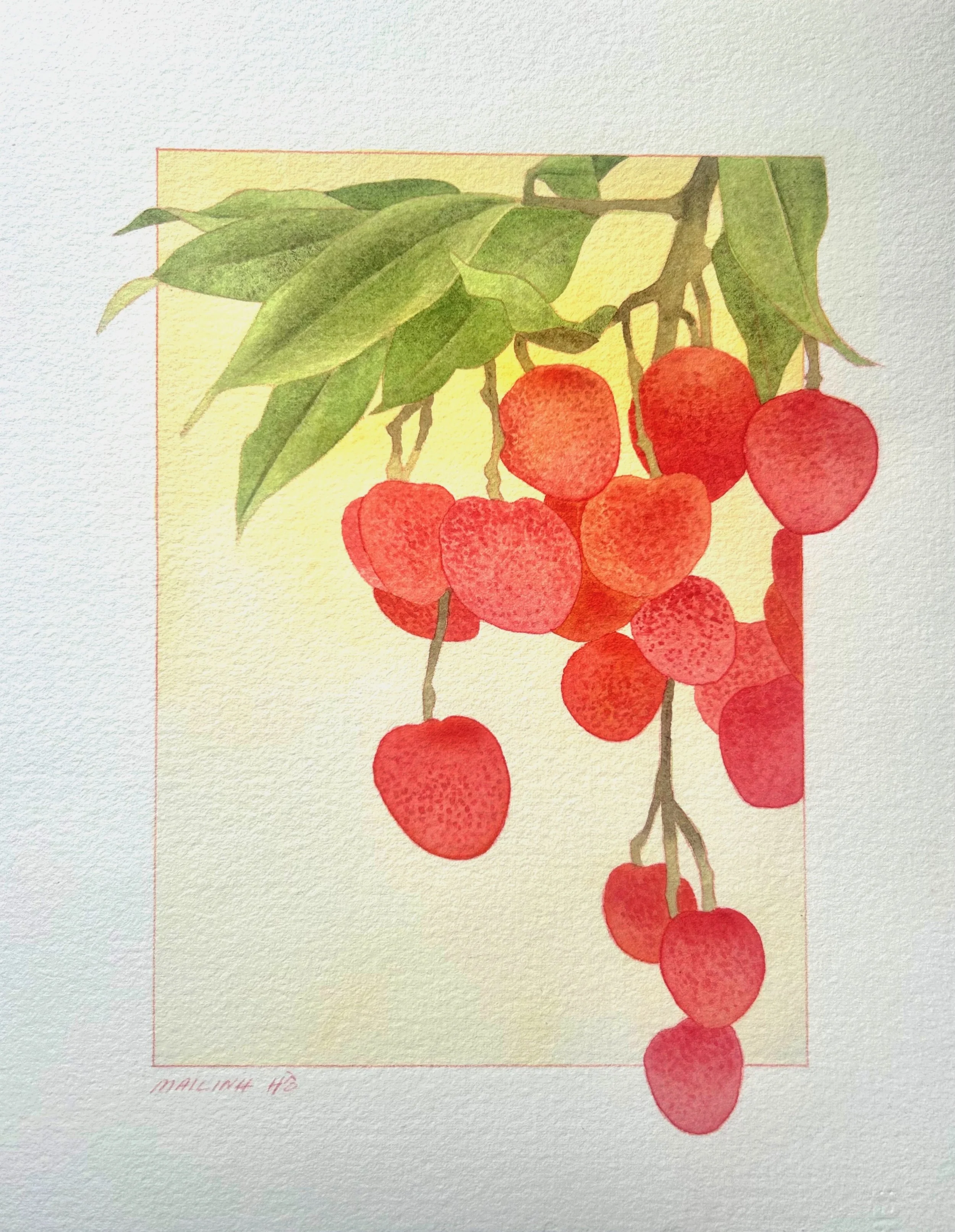 Lychee Study
 
Watercolor on Paper, 9.75 x 11.25," 2025