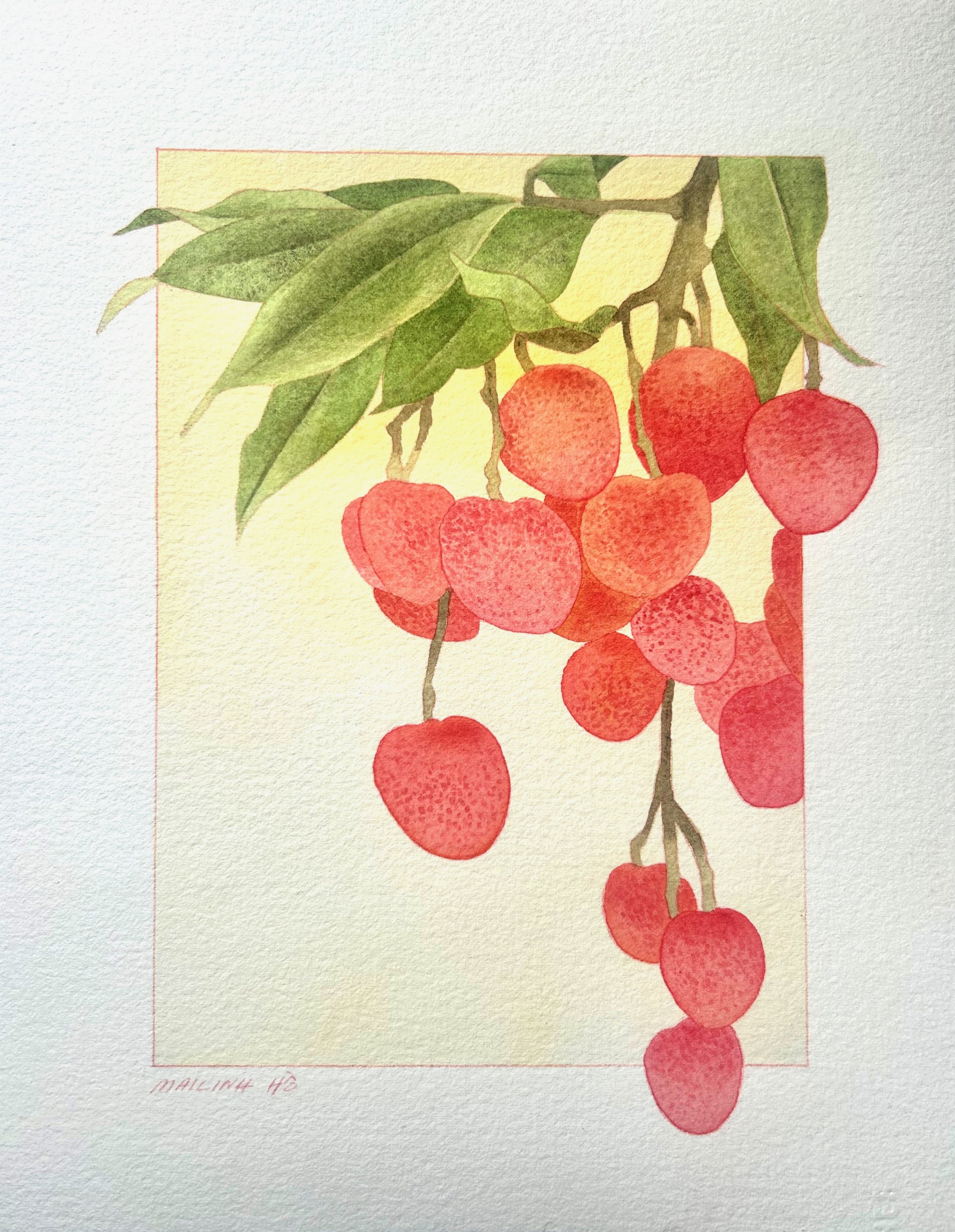 Lychee Study
 
Watercolor on Paper, 9.75 x 11.25," 2025