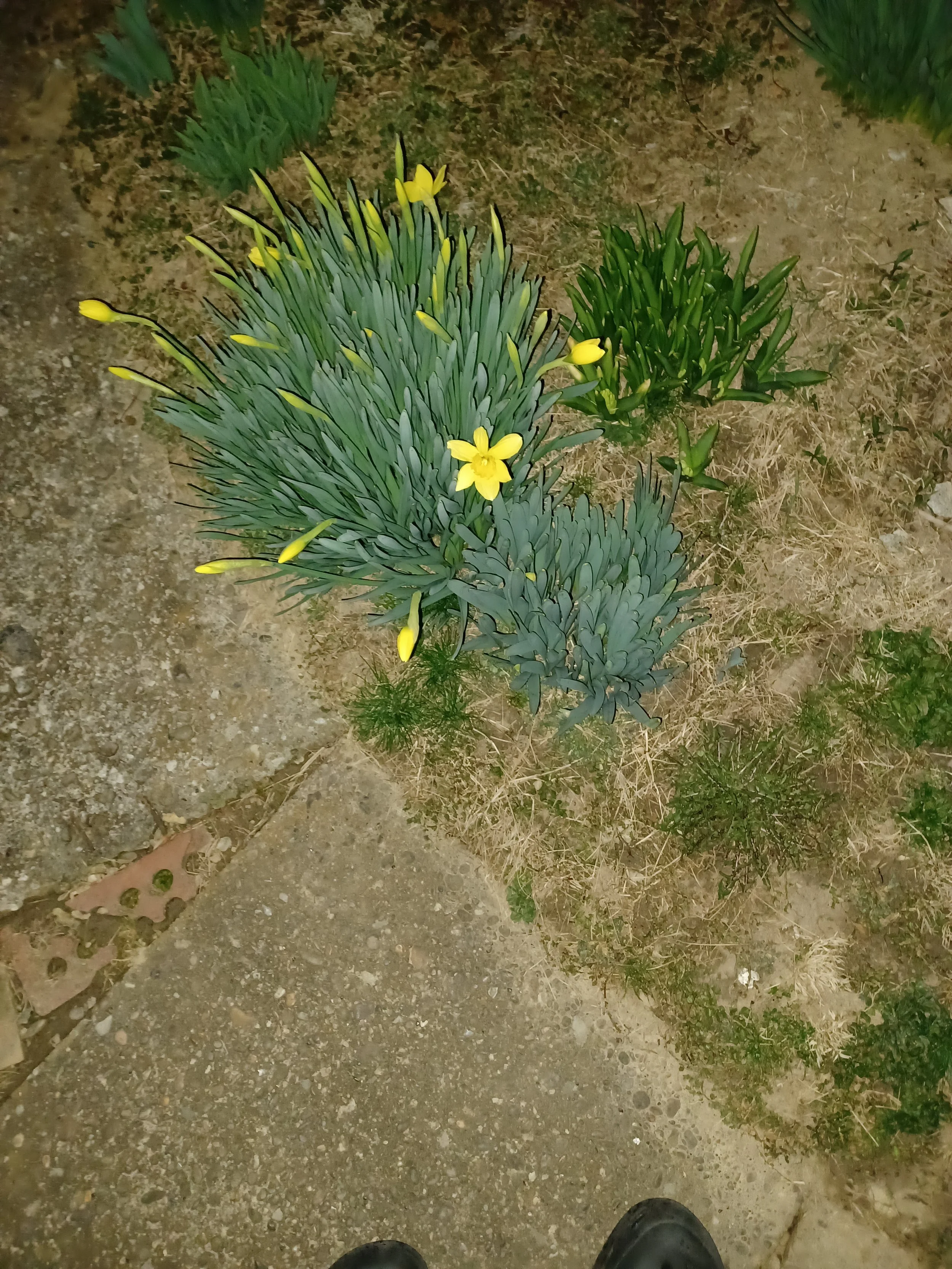 Yellow flowers among green plants on dirt ground at night.