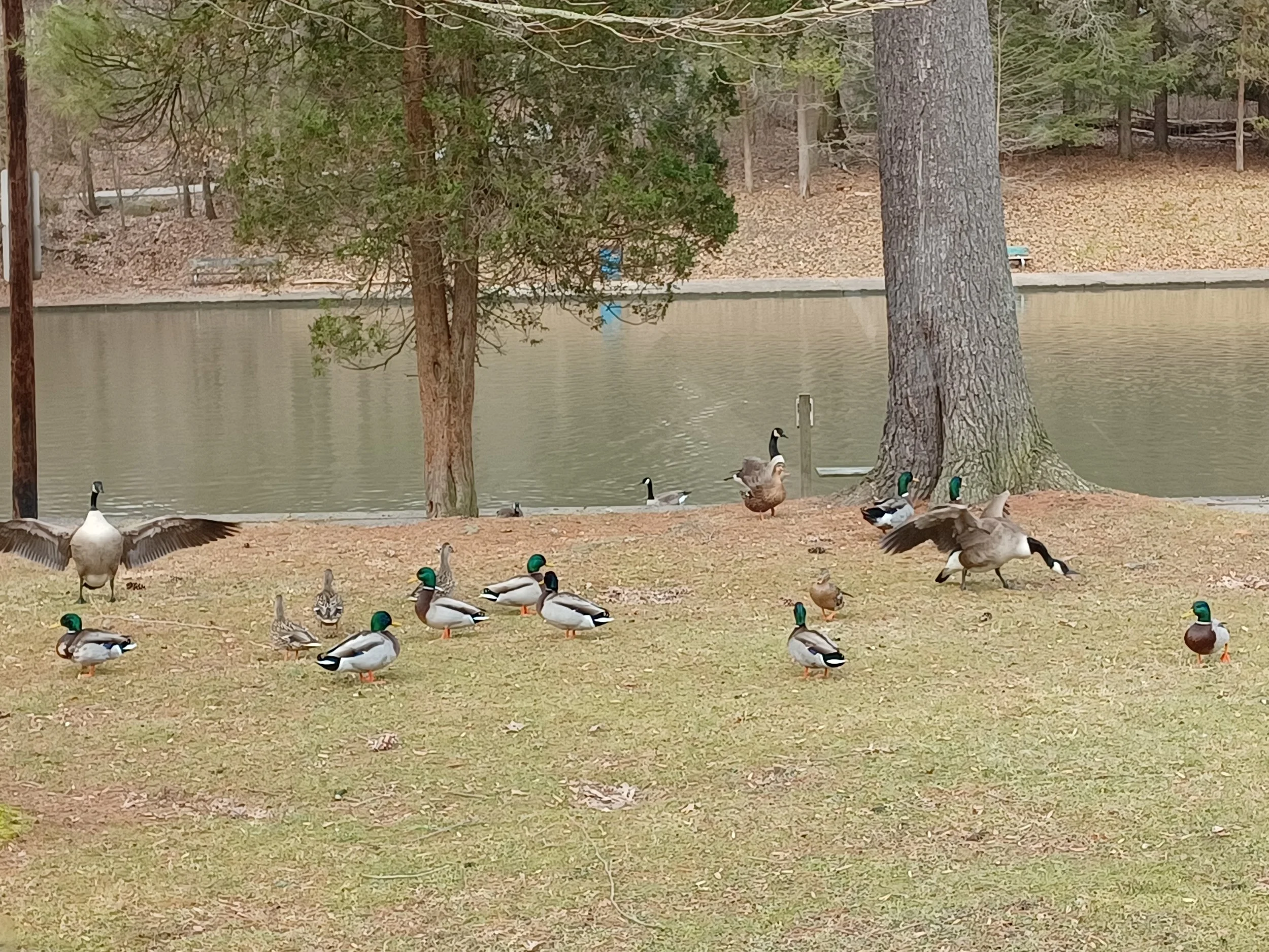 A pond with trees and ducks, including mallards, around it in a park setting.