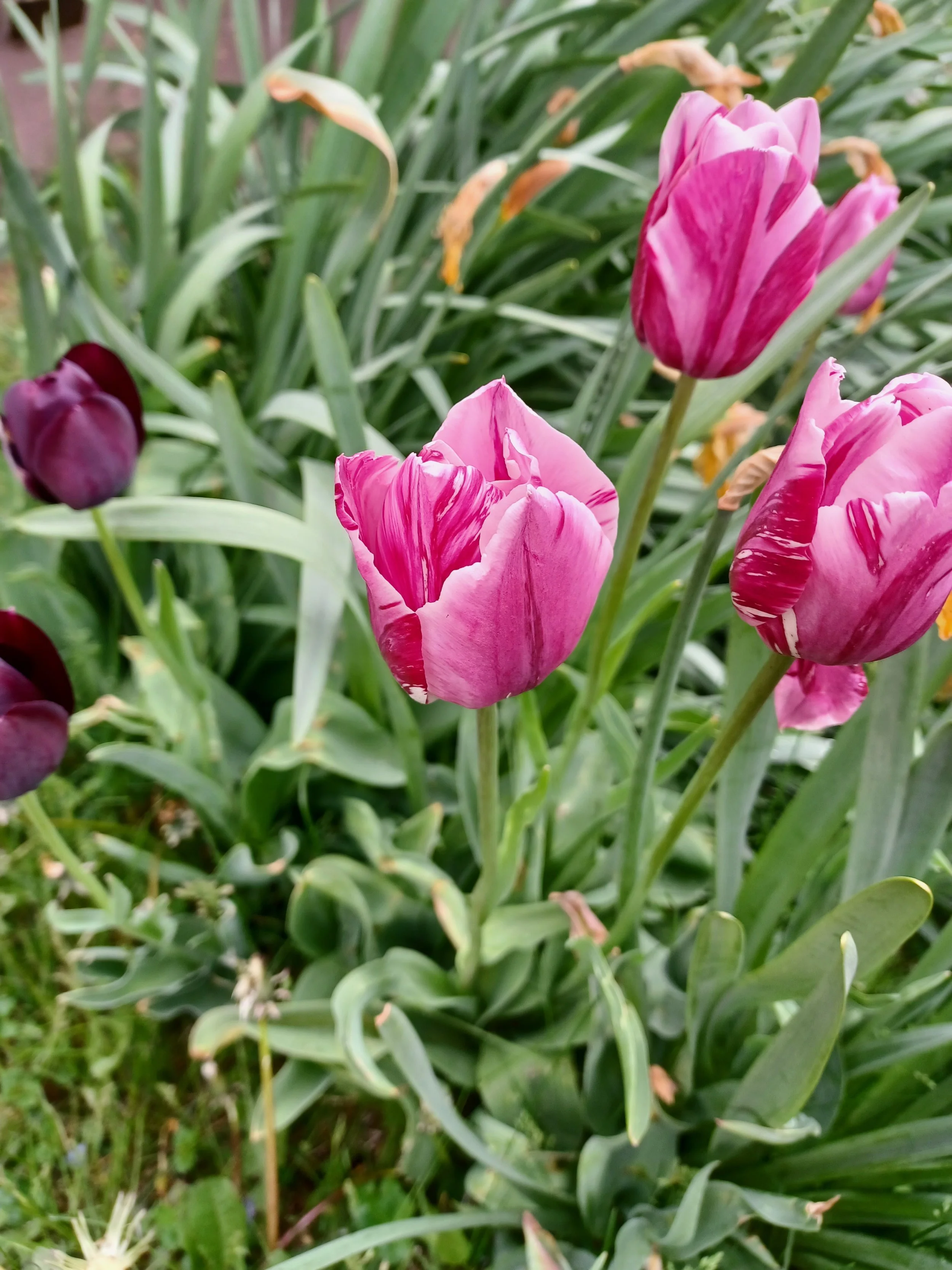 Pink and white striped tulip blooming among green leaves in a garden.