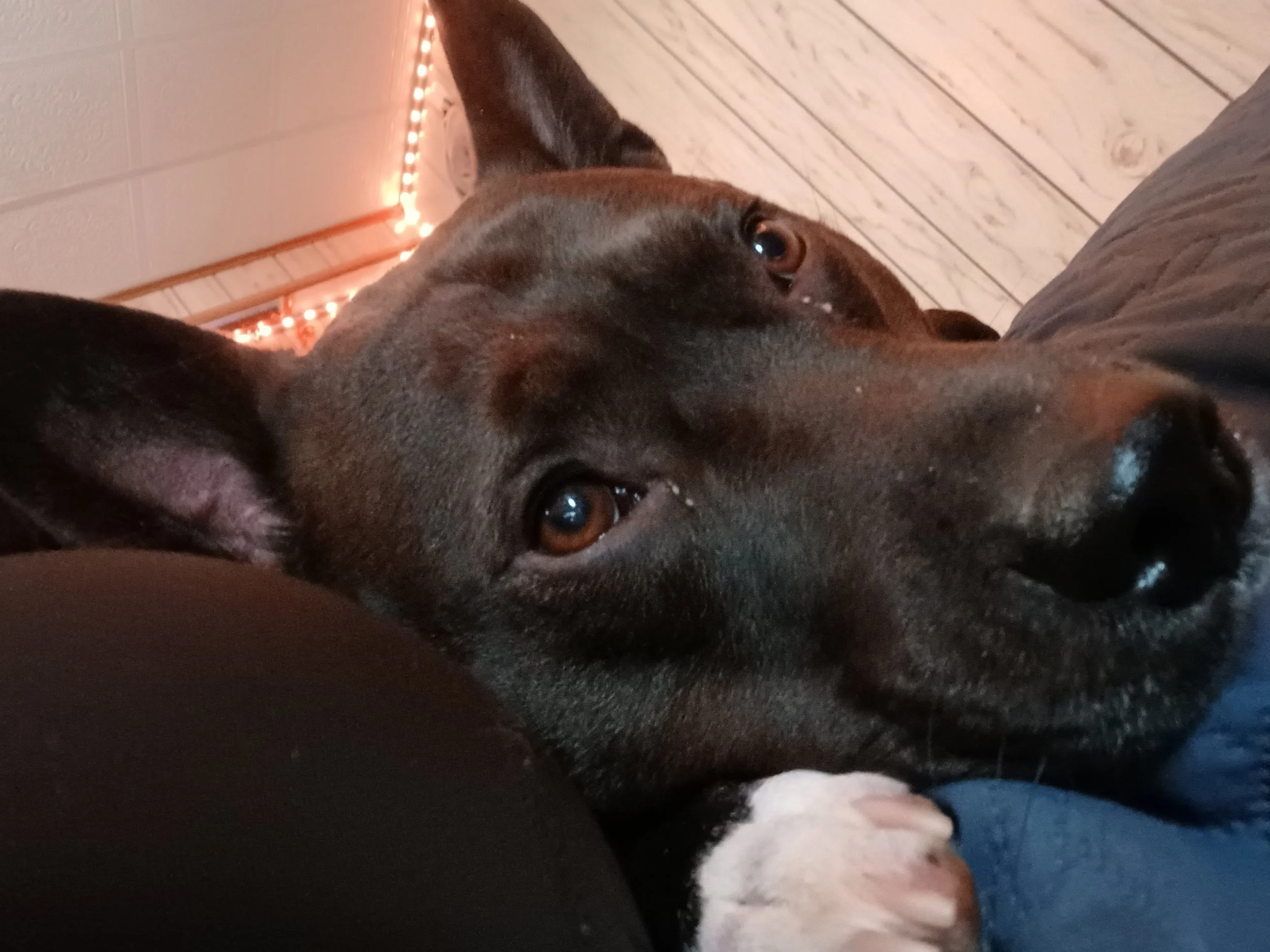 A close-up of a black dog with brown eyes lying on a wooden floor, with string lights in the background.