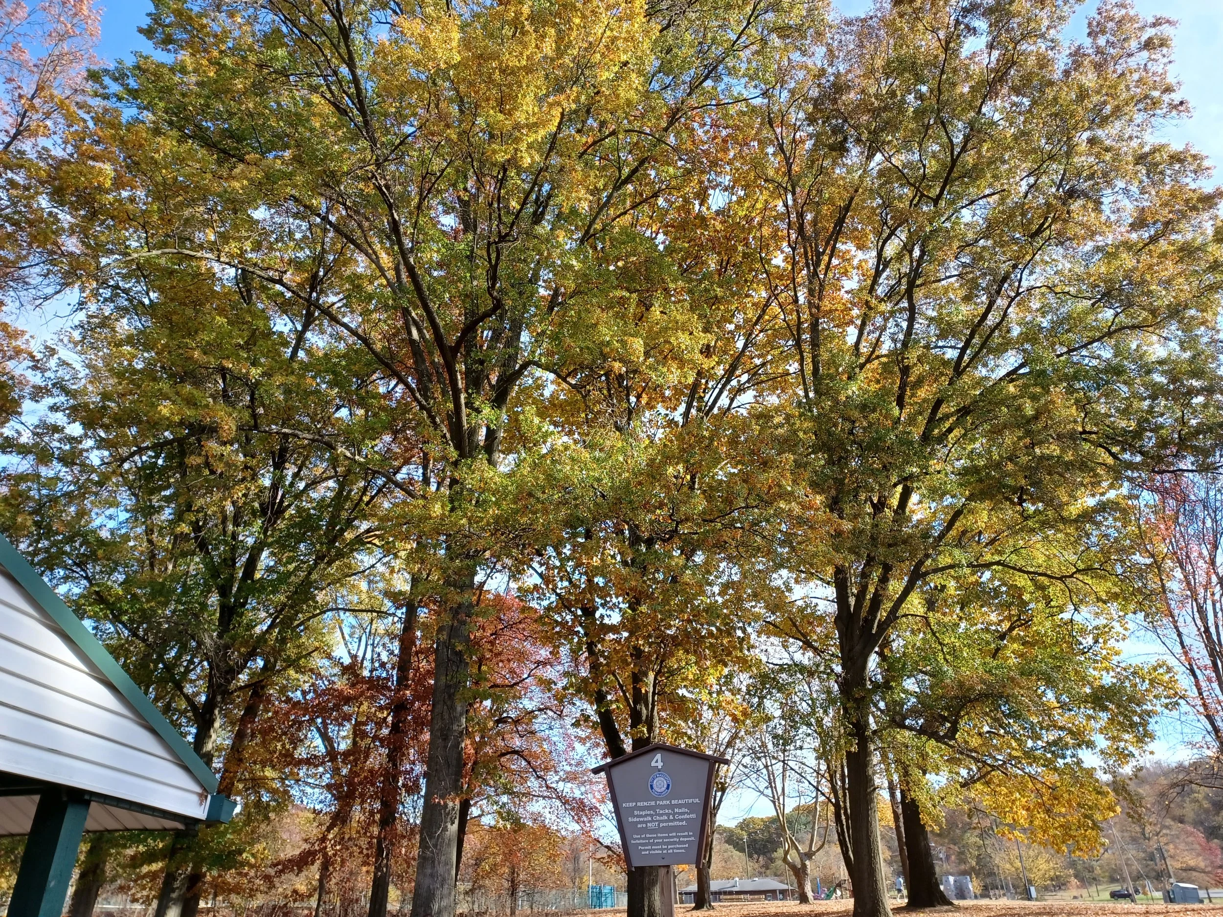 Tall trees with green, yellow, and orange leaves on a bright fall day, some with patches of blue sky visible through the leaves, and a sign on a post at the bottom of the image.