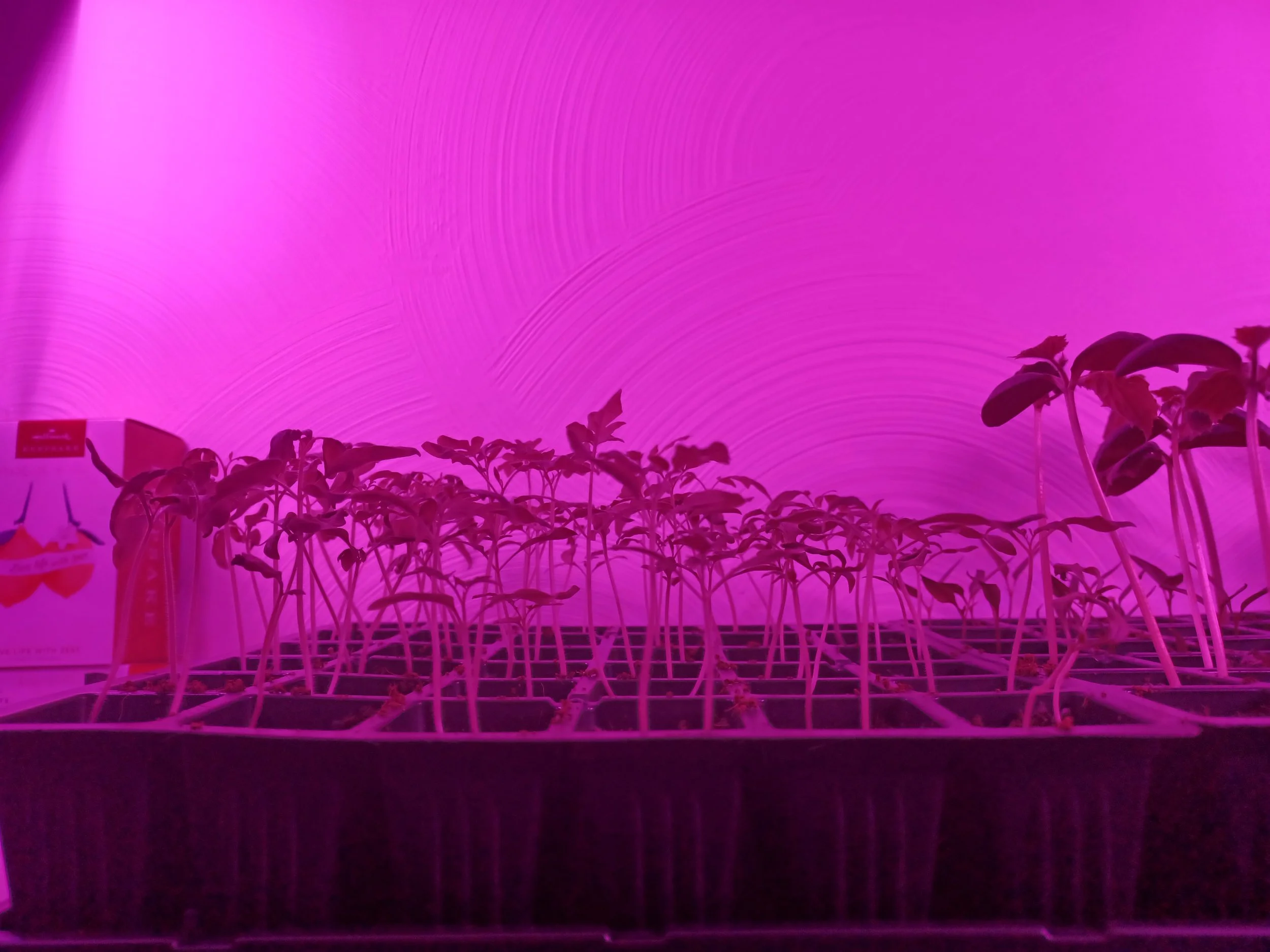 A pink-purple illuminated indoor plant grow light with young plants growing in a tray underneath.