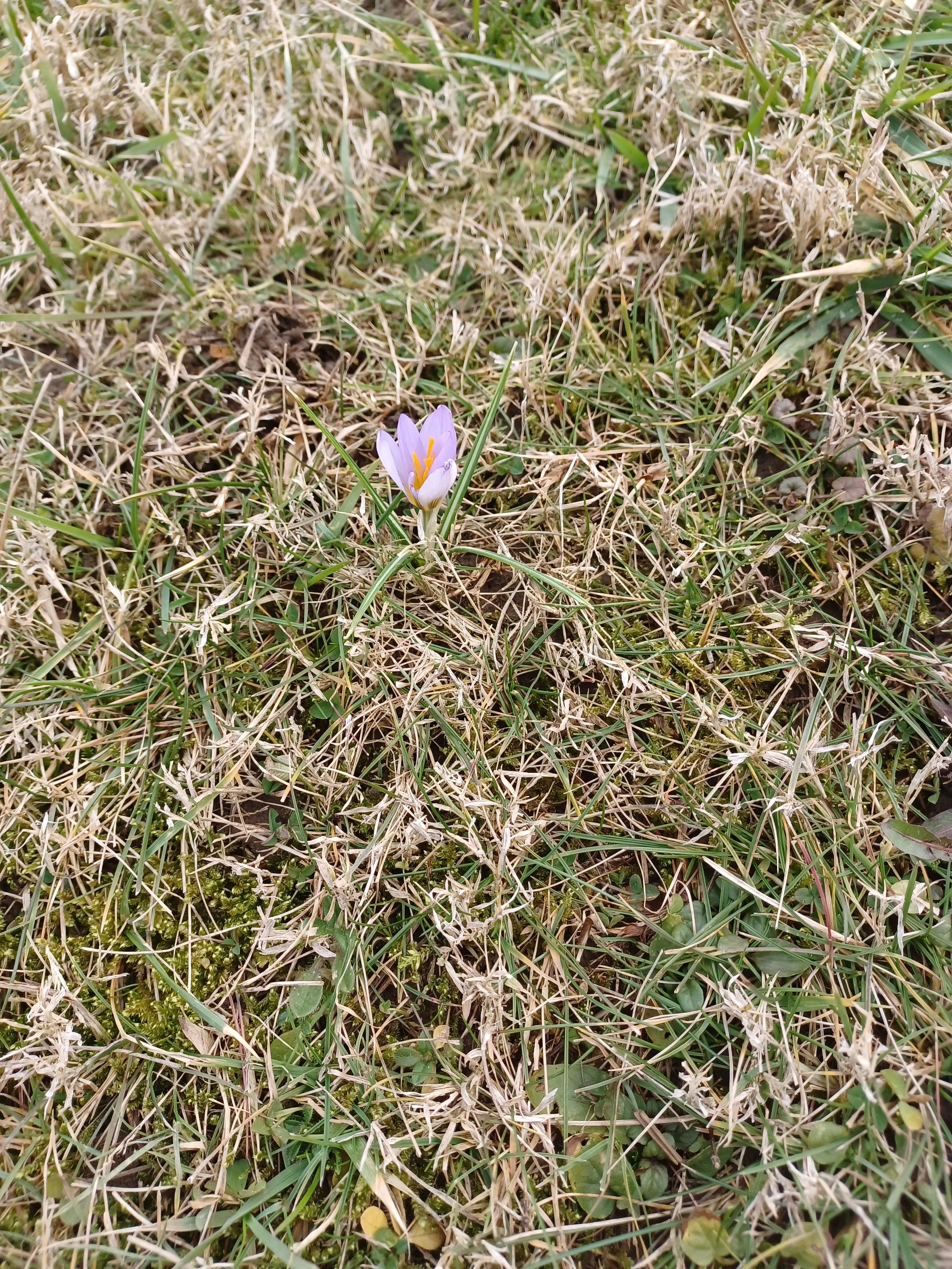 A small purple flower emerging from dry grass and green vegetation.