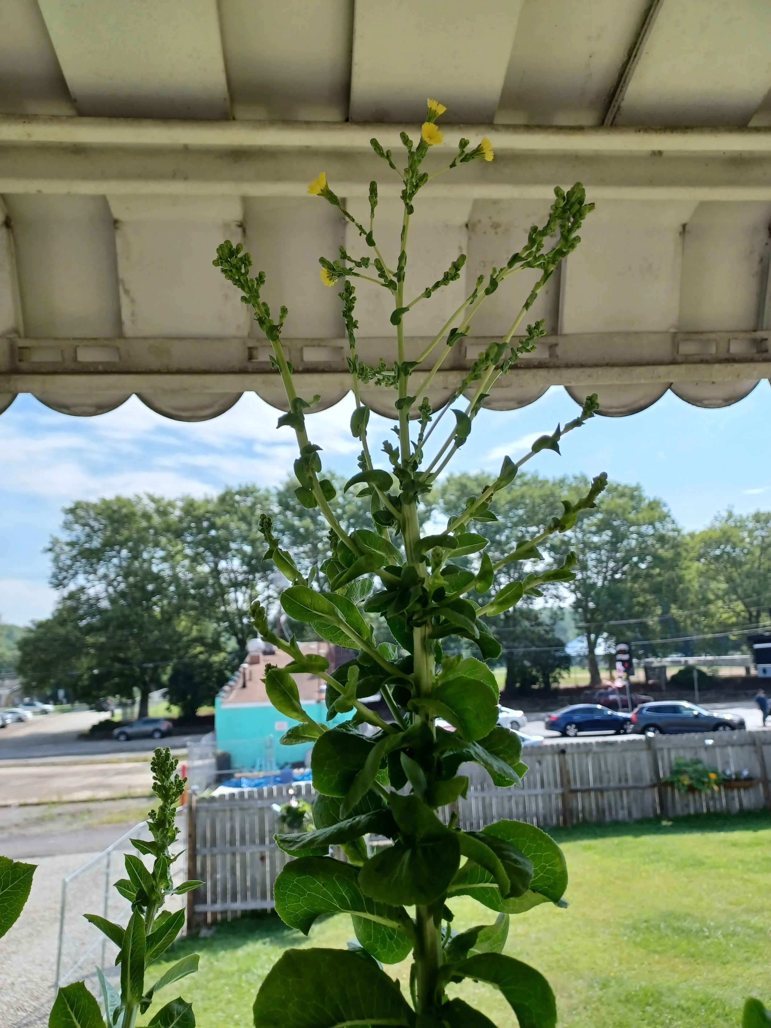 A tall green plant with small yellow flowers growing outside, viewed from below with the sky, trees, and cars in the background.