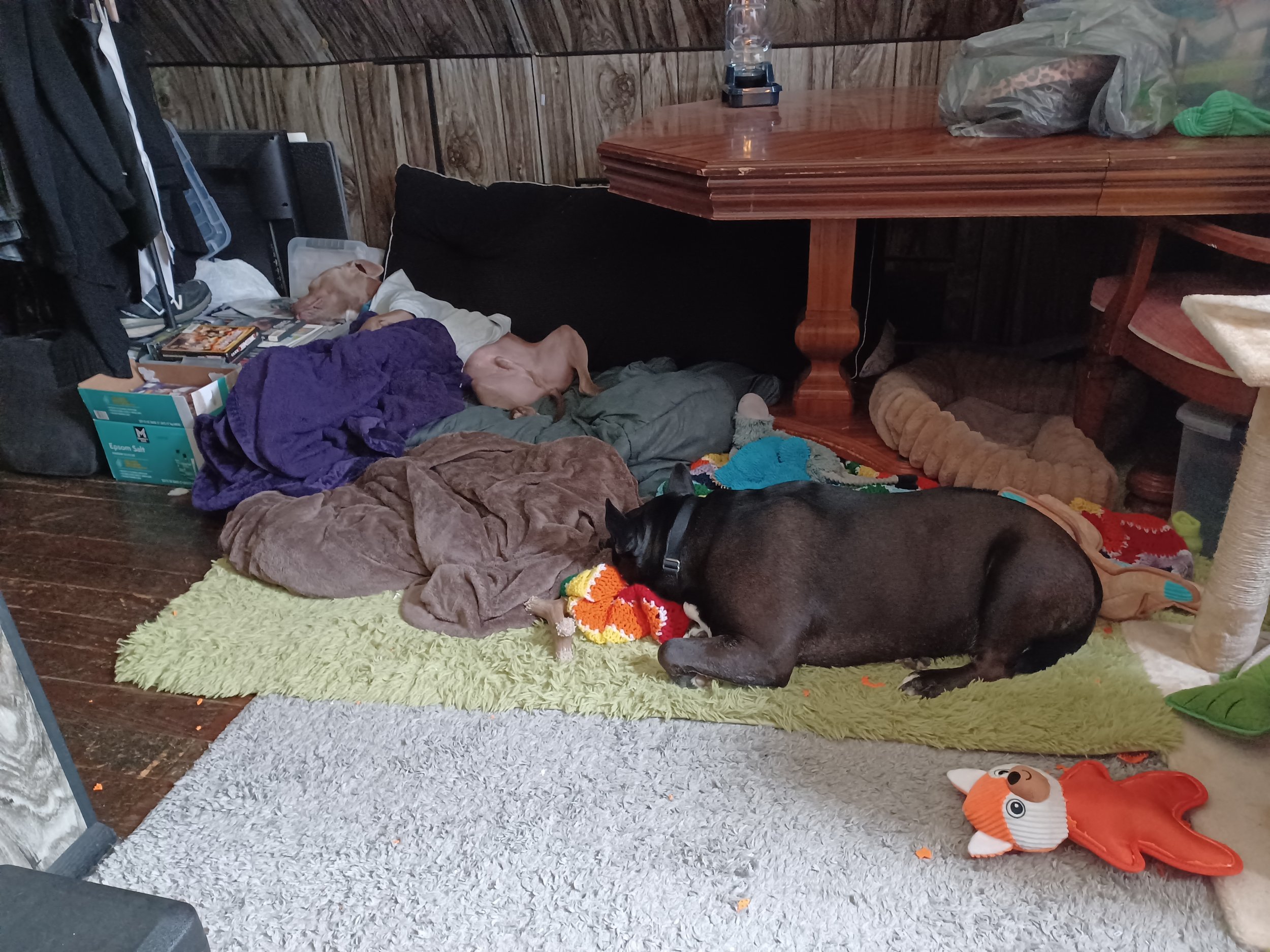 Living room corner with a black dog lying on the floor near stuffed animals, blankets, and blankets. Items include a yellow plush toy, a colorful crocheted blanket, a glass of water, and a plastic bag on a wooden dining table. The background has wood-paneled walls and various household objects.