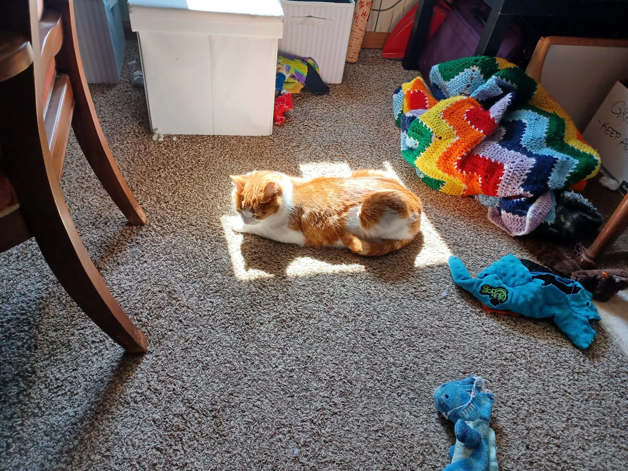 A cat lying on a carpeted floor in a sunlit room. The room contains laundry baskets, a colorful crocheted blanket, and various items surrounding the cat.