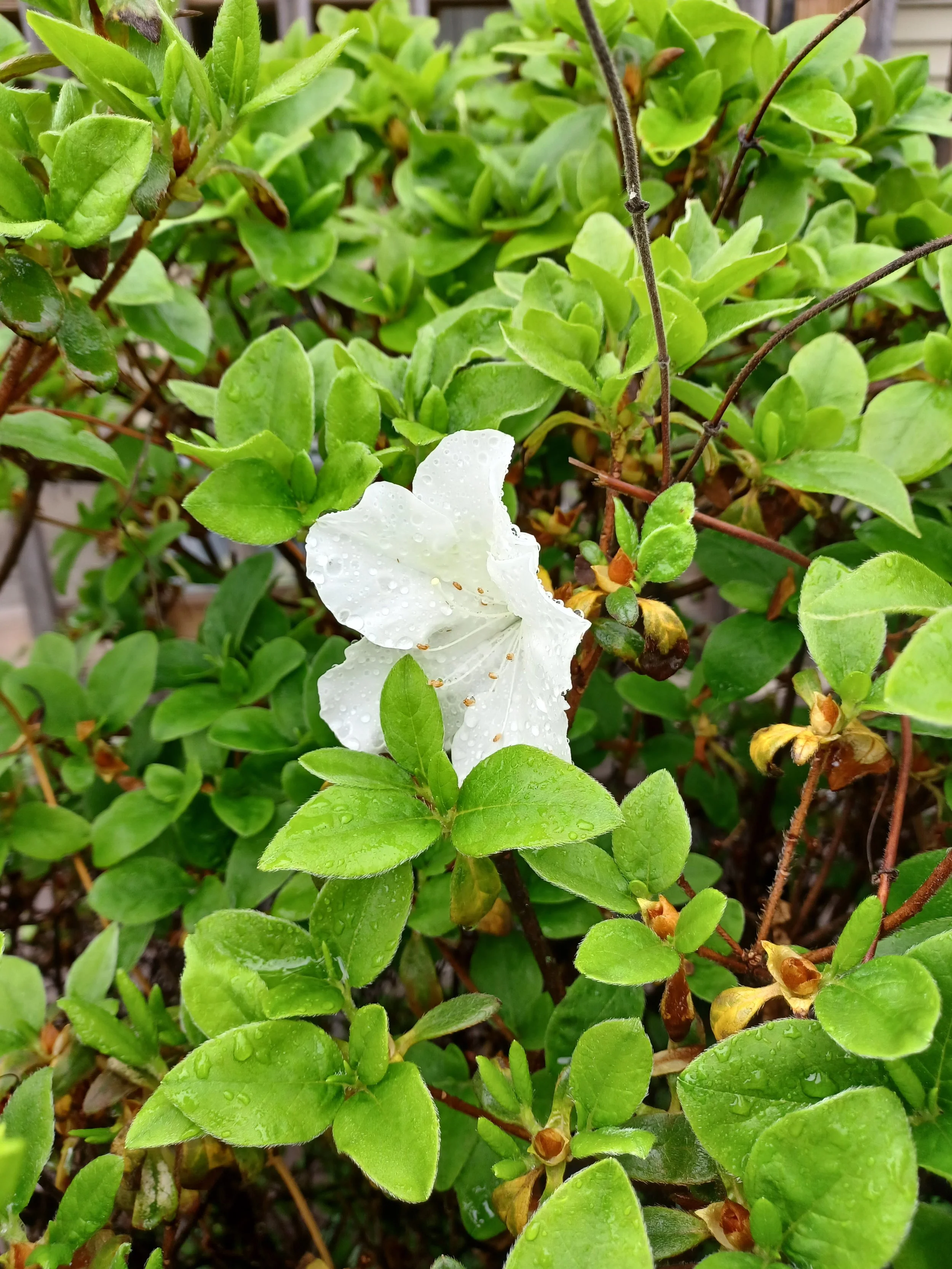 White flower on a bush with small green leaves, water droplets on the petals and leaves.